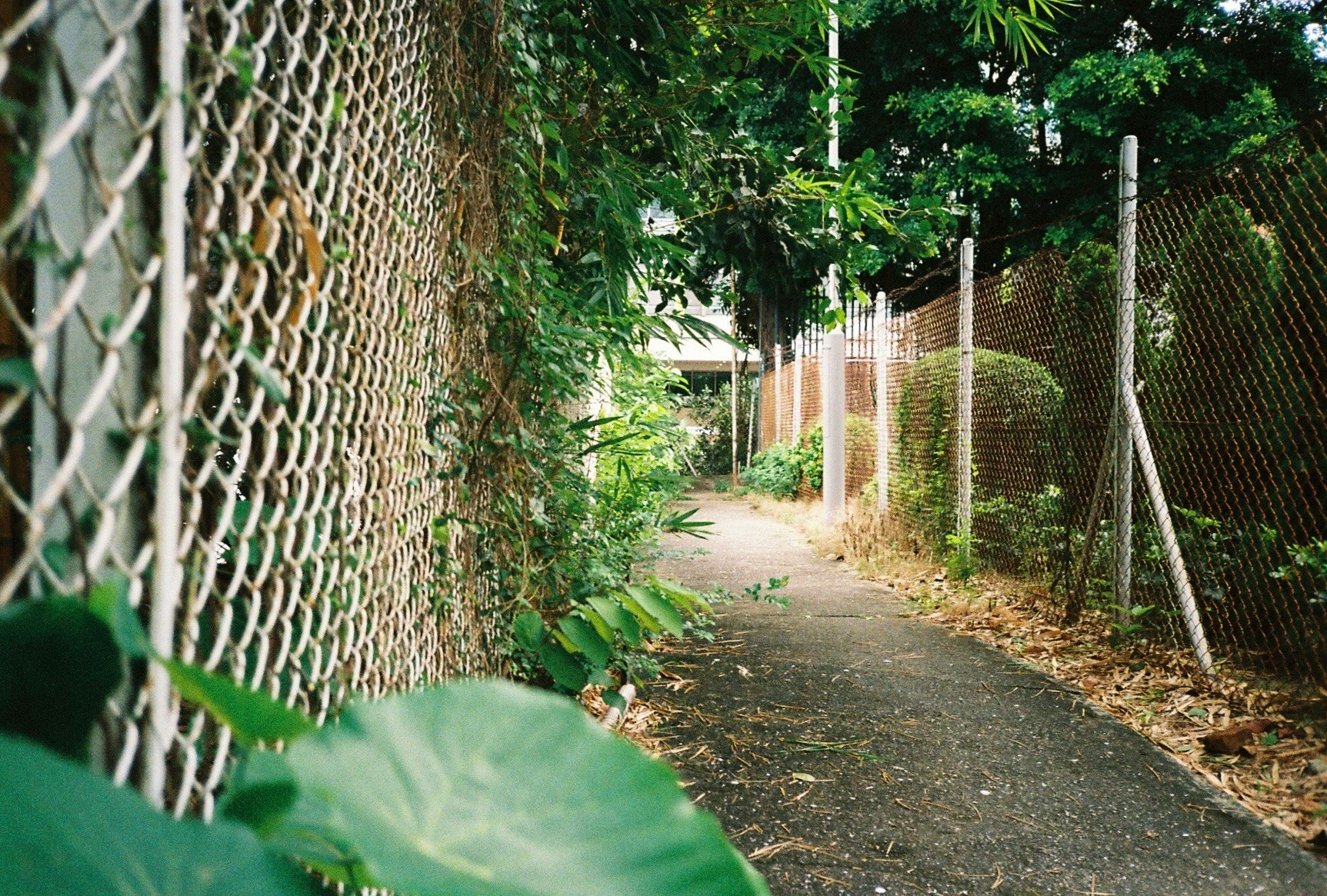 緑に囲まれたフェンス沿いの小道