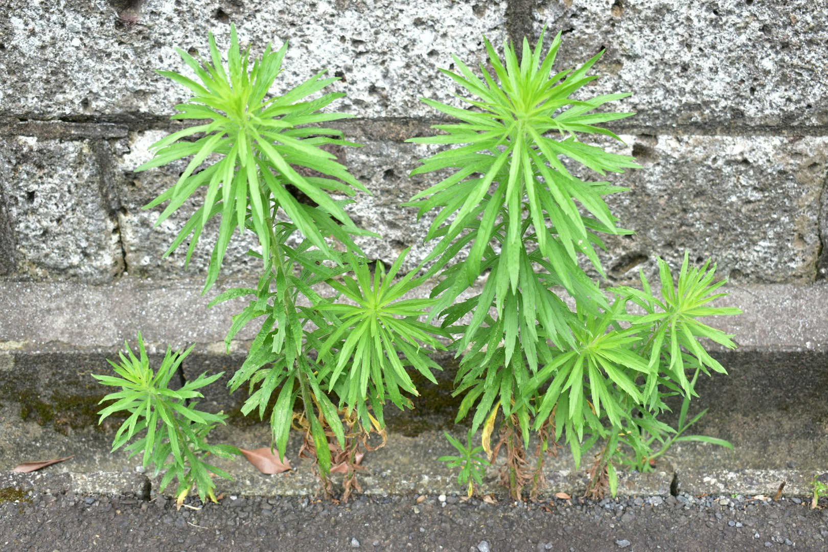 石畳の隙間から生えるヒメムカシヨモギの雑草