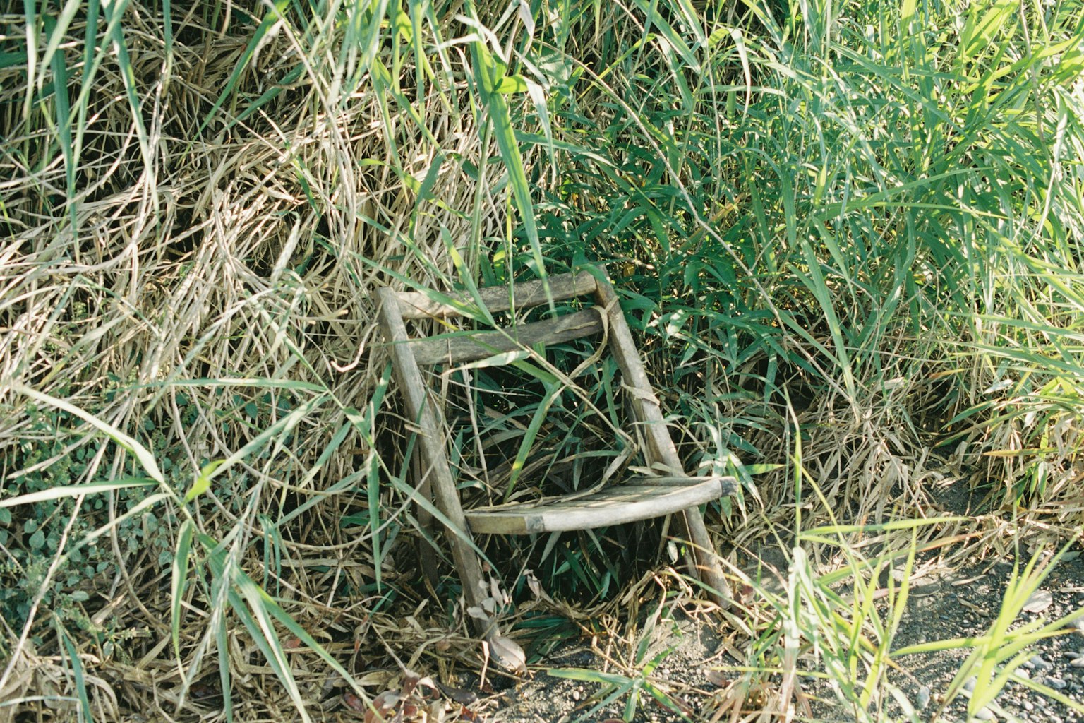 Kursi kayu tua dikelilingi rumput dan tanaman hijau
