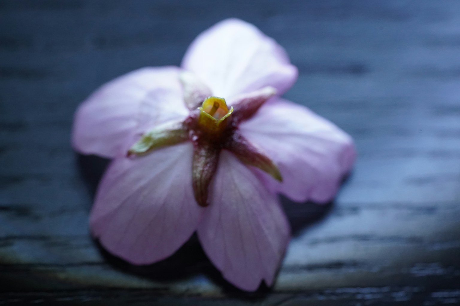 A light pink flower resting on a dark wooden surface