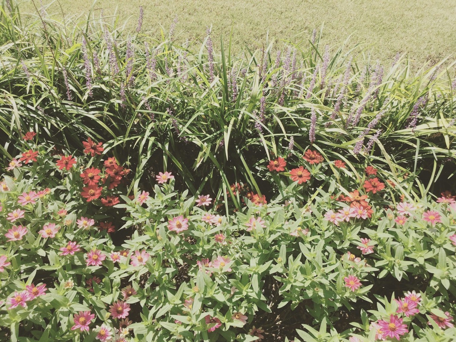Flores coloridas floreciendo en un paisaje de jardín