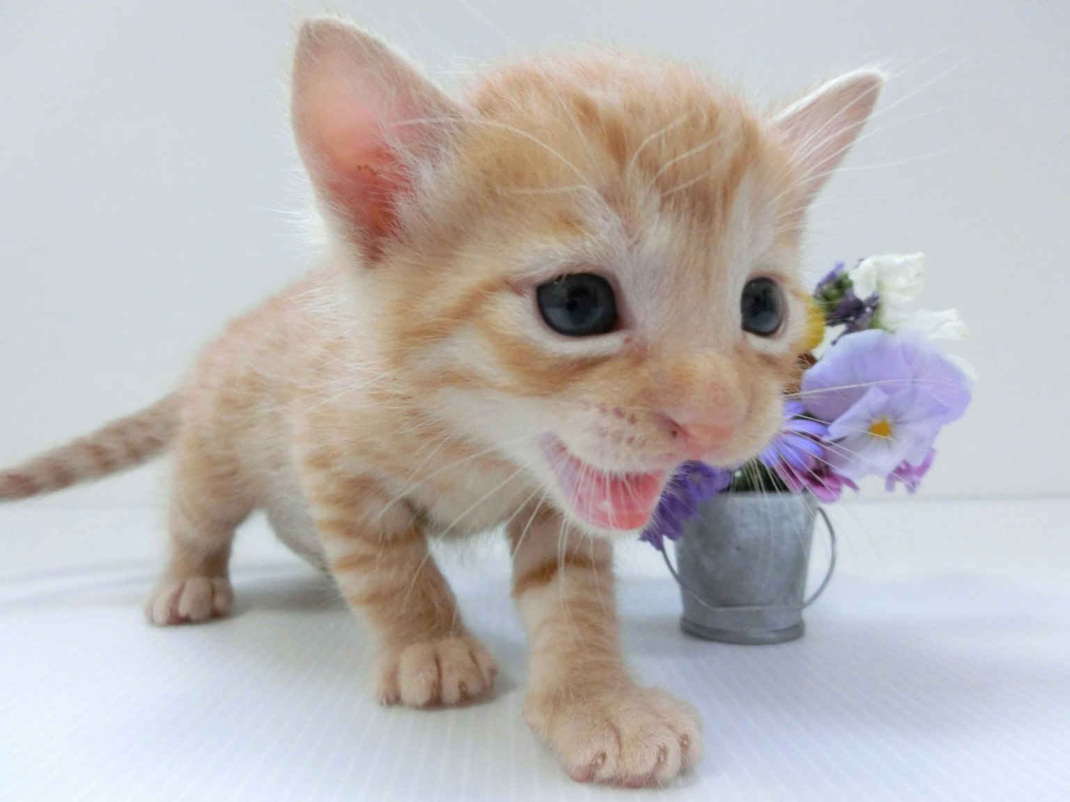 Un petit chaton orange se tenant devant un petit seau avec des fleurs