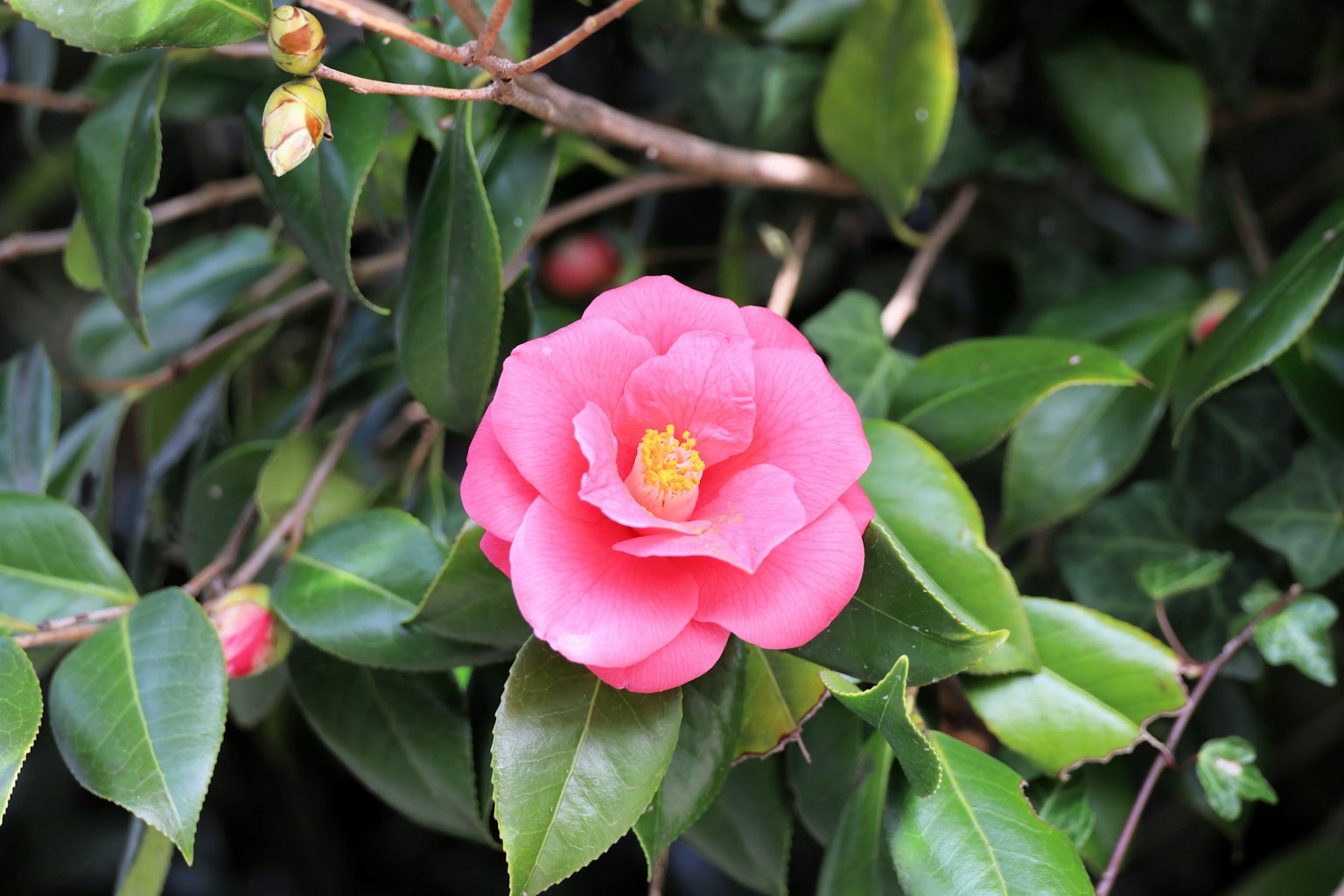 Bunga camelia pink cerah dengan daun hijau
