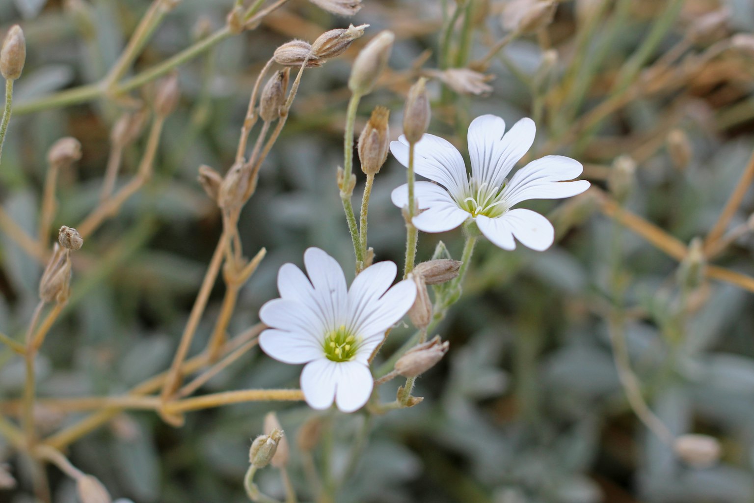 Nahaufnahme einer Pflanze mit weißen Blumen