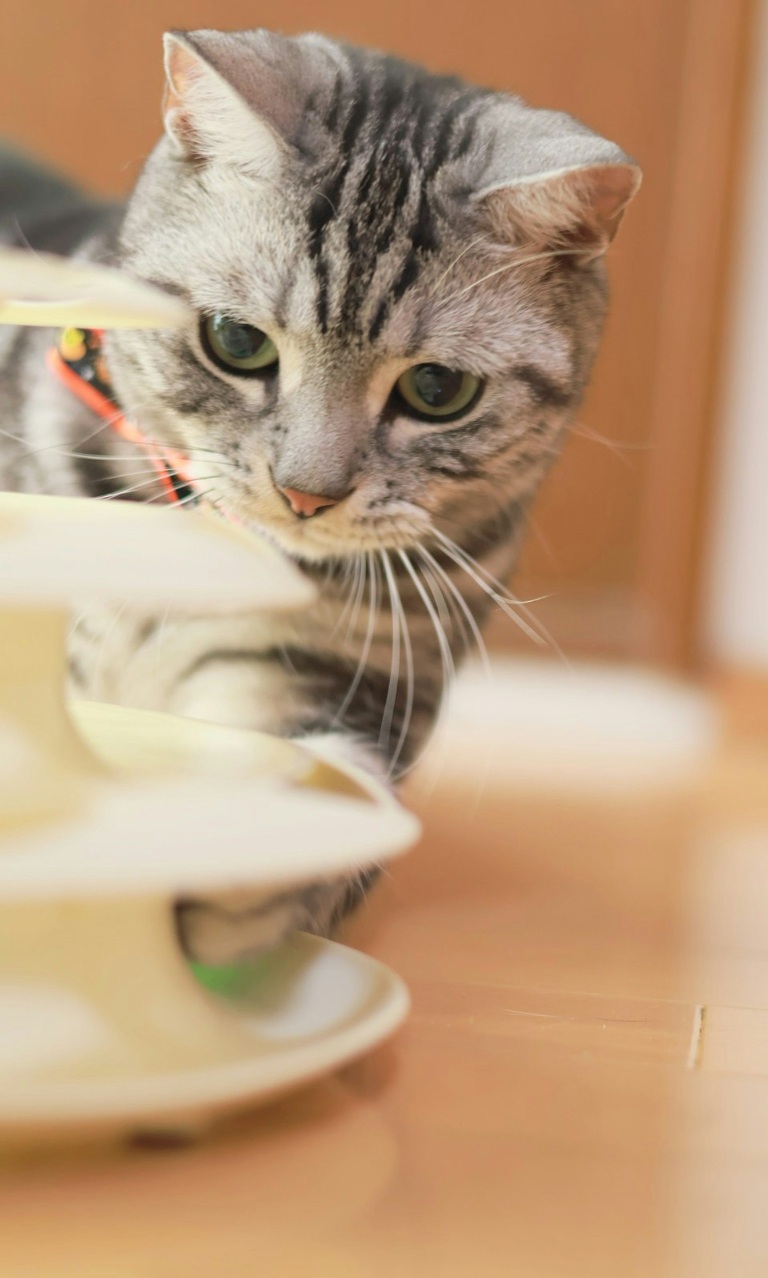 Gray cat playing near a cat tower