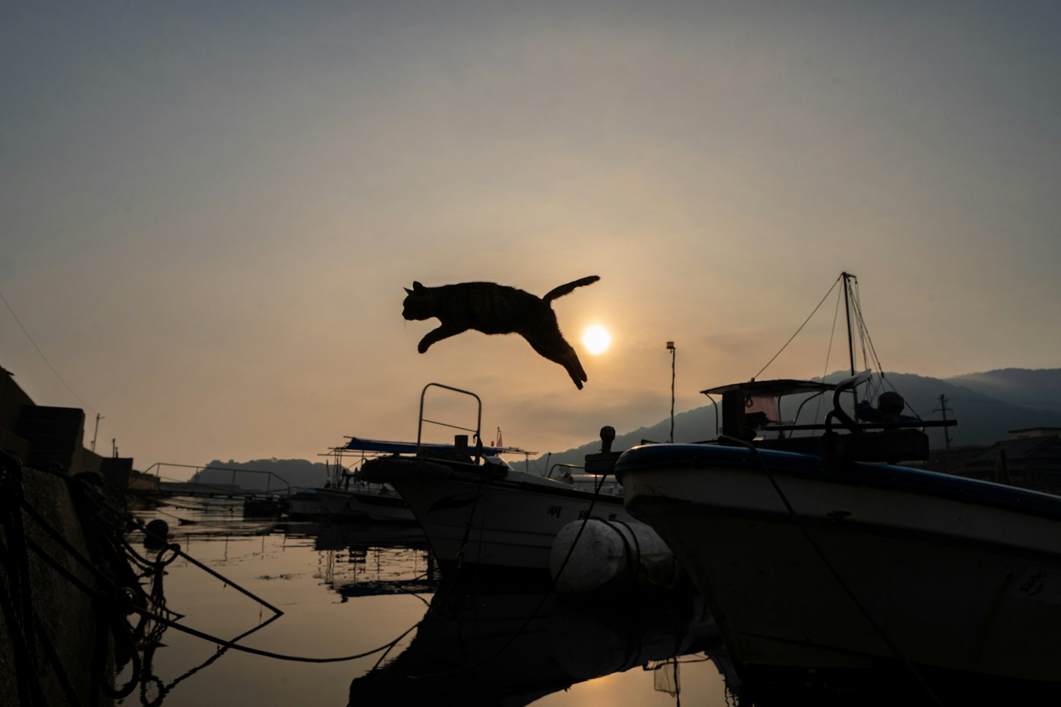 Silhouette di un gatto che salta contro un tramonto con barche