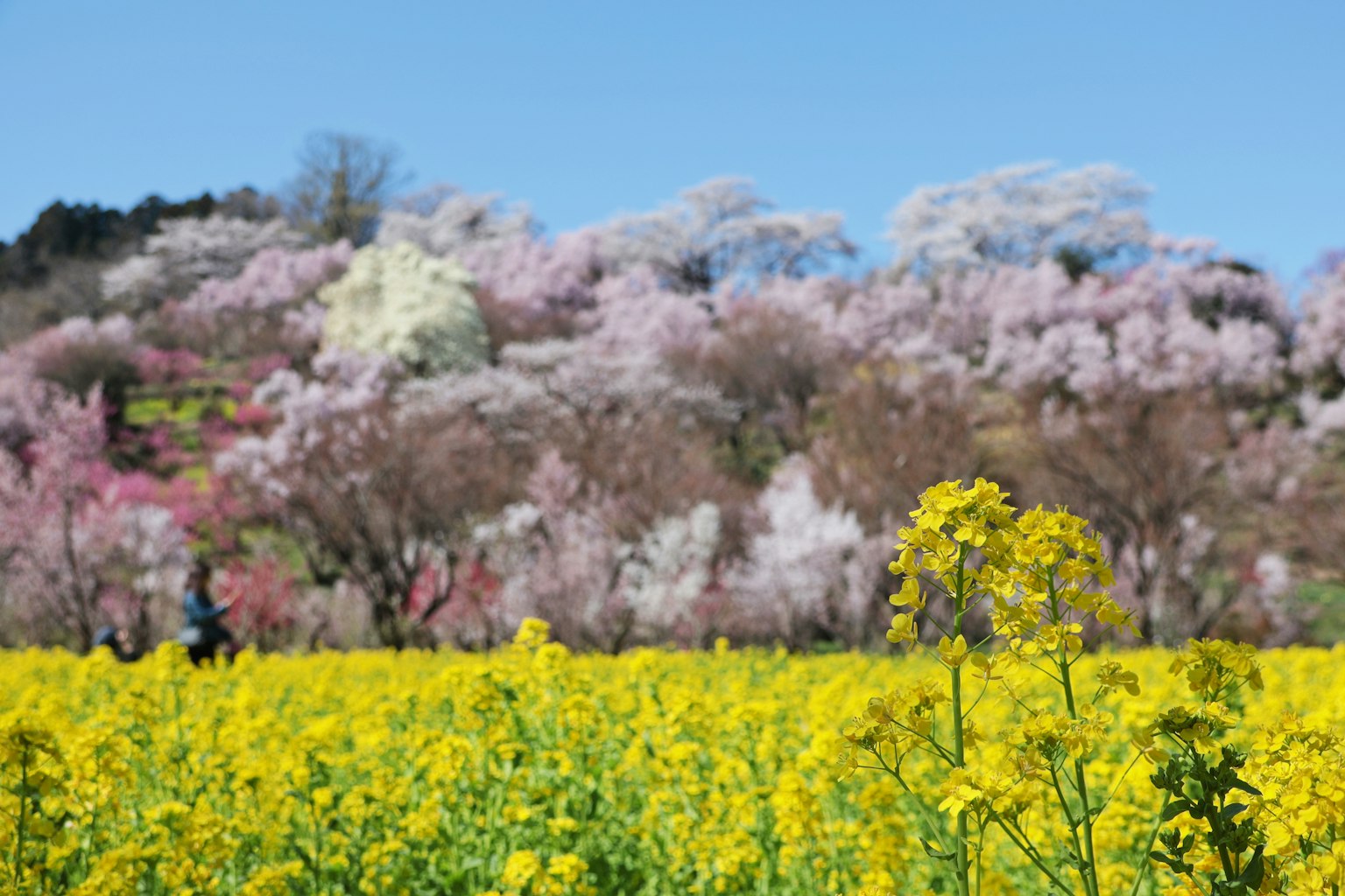 Frühlingslandschaft mit gelben Rapsblüten und blühenden Kirschbäumen