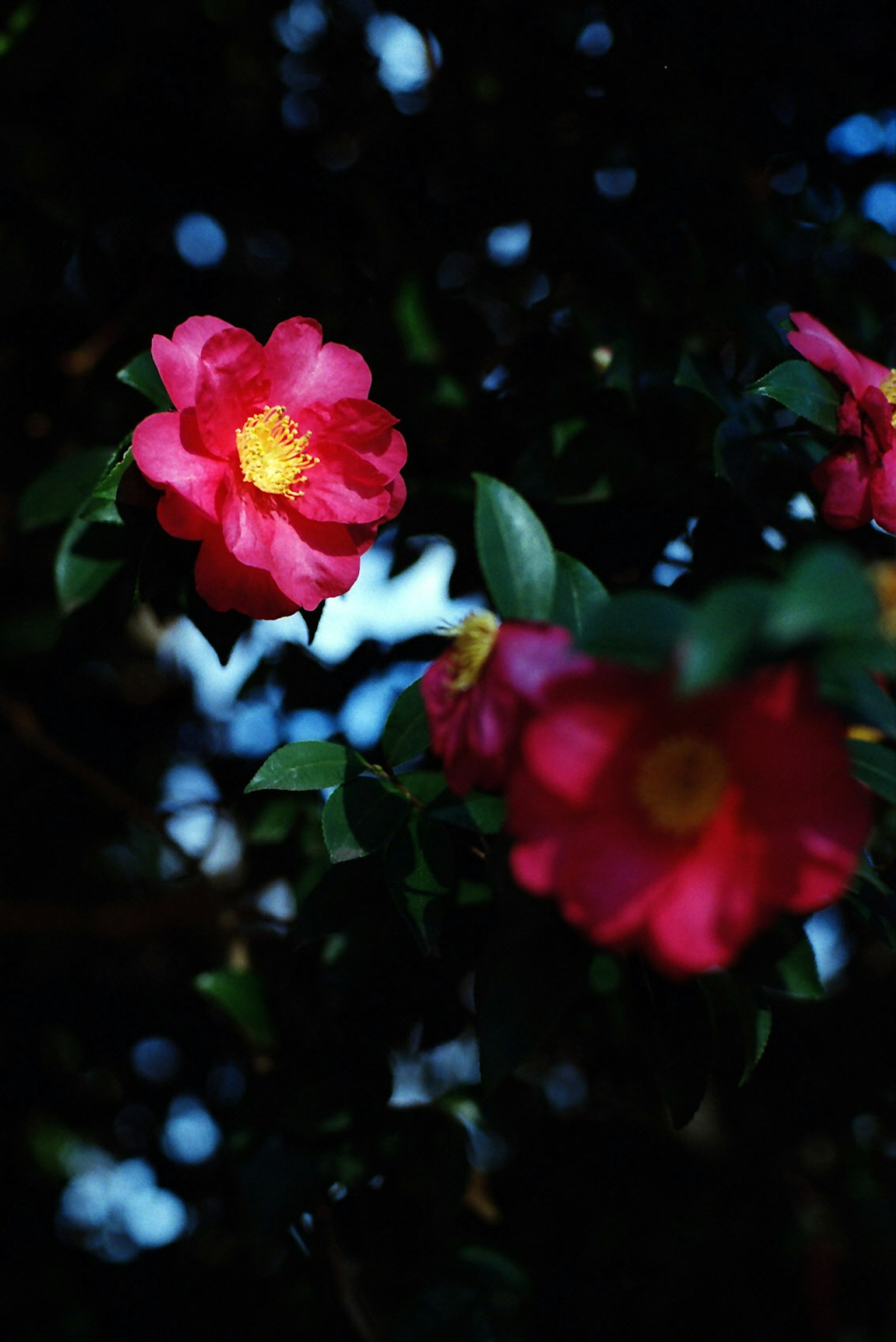 Vibrant pink flowers with yellow centers surrounded by dark green leaves