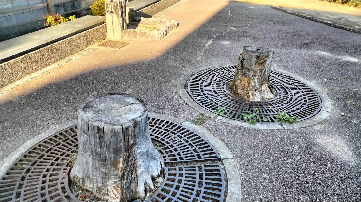 Tree stumps on a paved path with circular grates