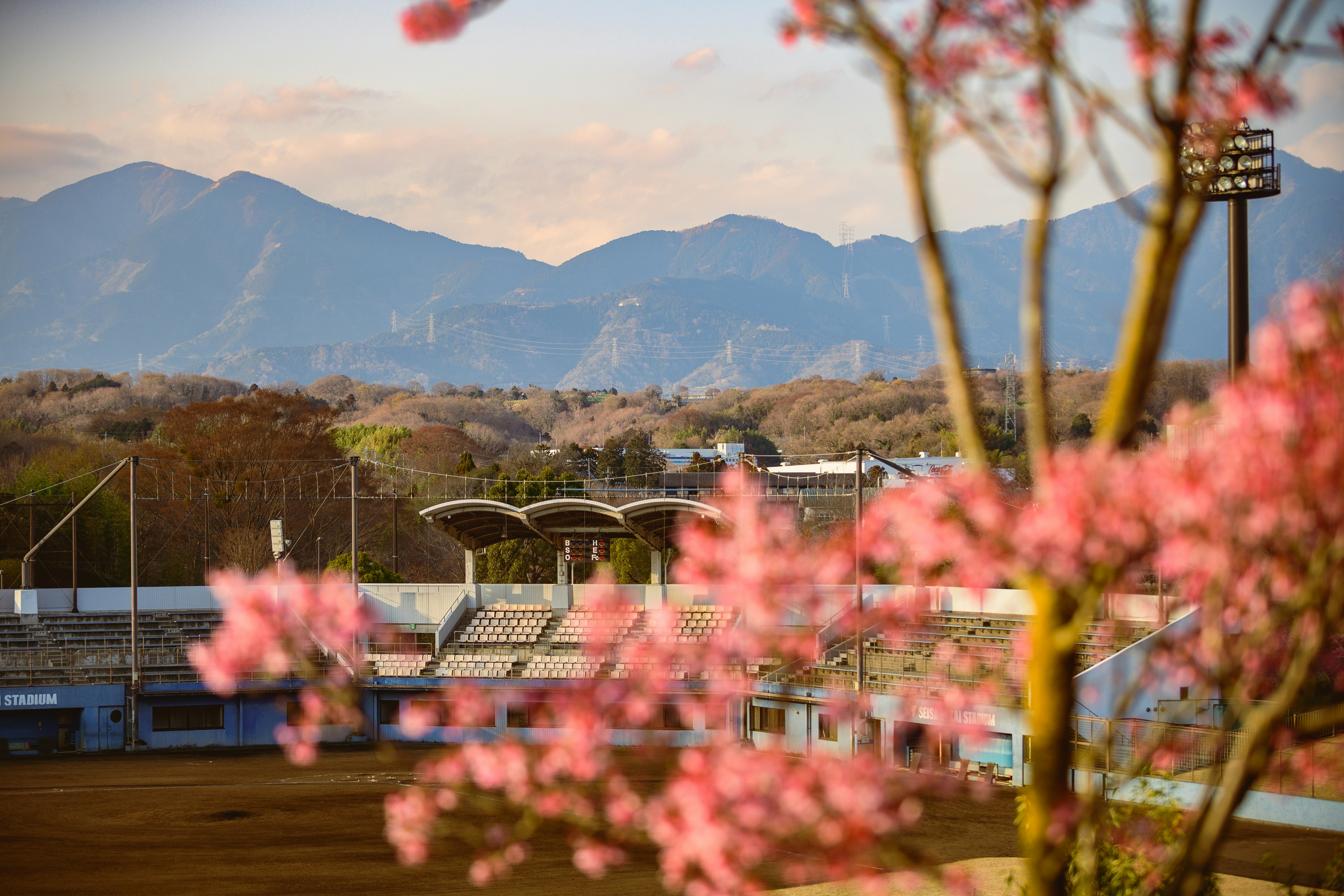 Flores de cerezo enmarcando un campo deportivo y montañas