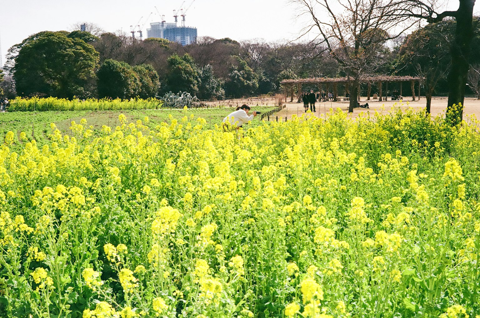 公园中生机勃勃的黄色花田，背景有城市建筑