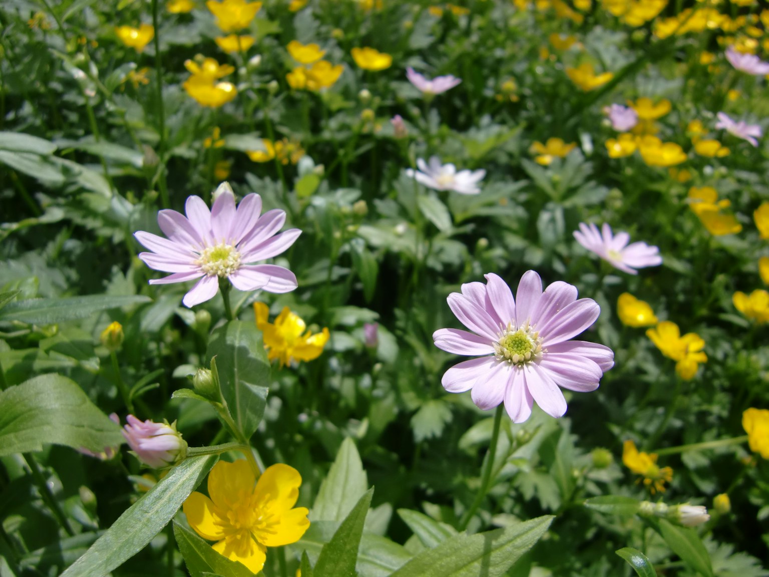 Un champ vibrant de fleurs roses et jaunes en pleine floraison