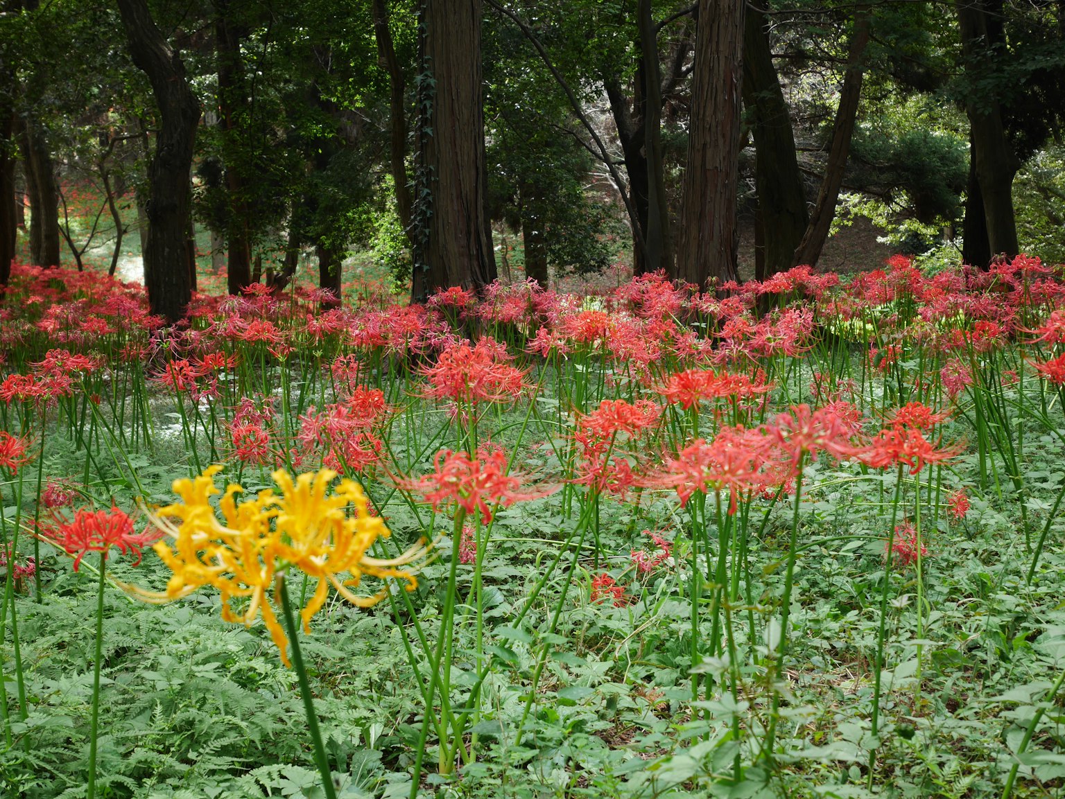 Un campo di gigli ragno rossi e gialli che fioriscono in una foresta verdeggiante