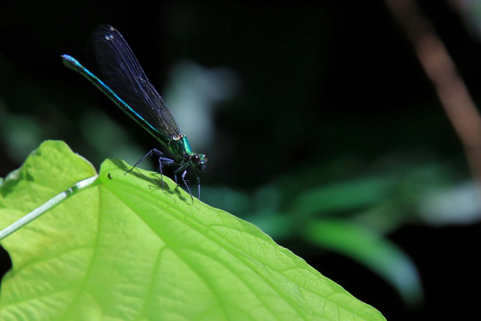 Seekor capung dengan sayap biru bertengger di atas daun hijau