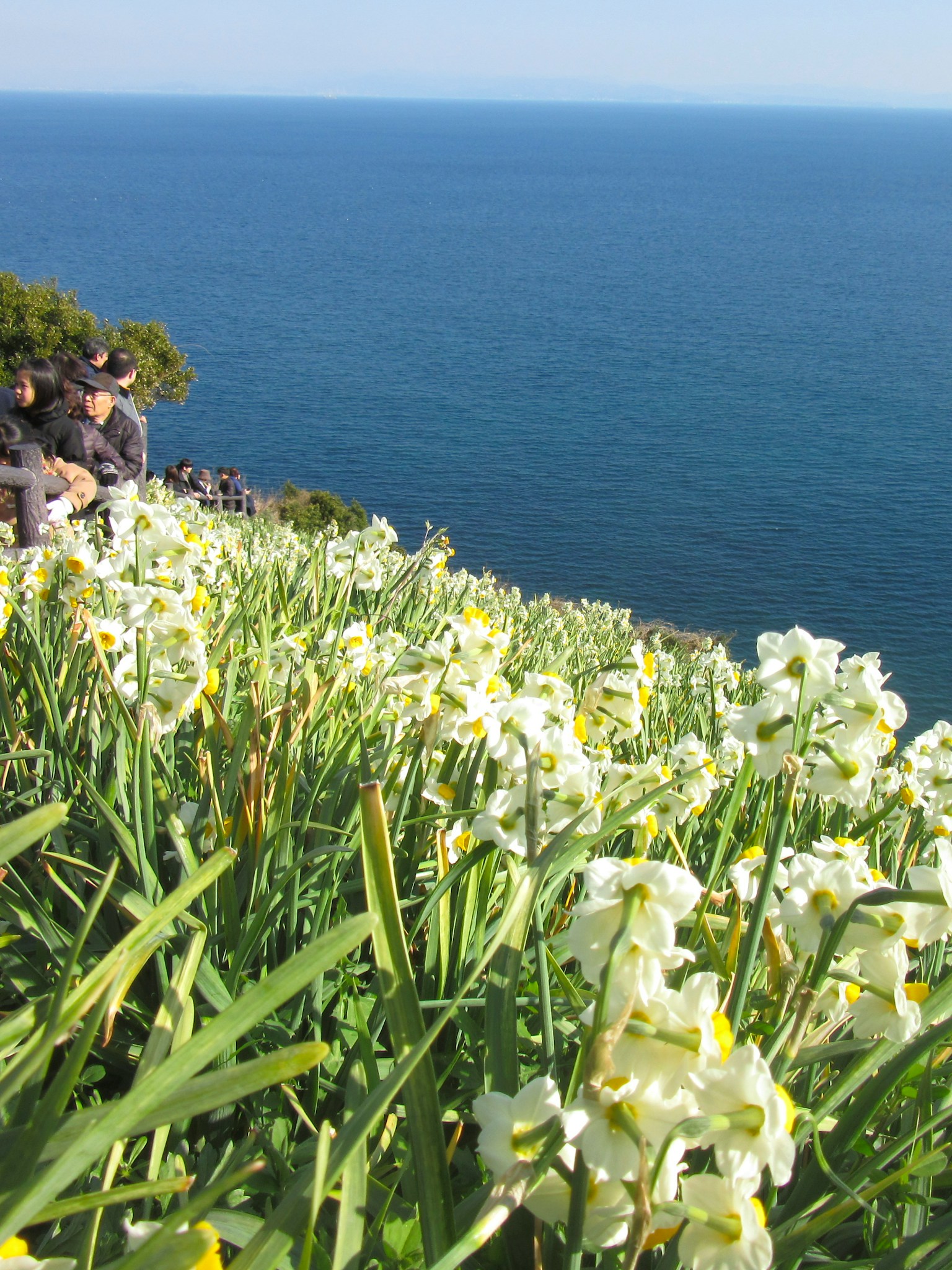 Un gruppo di fiori bianchi e erba verde con sullo sfondo l'oceano