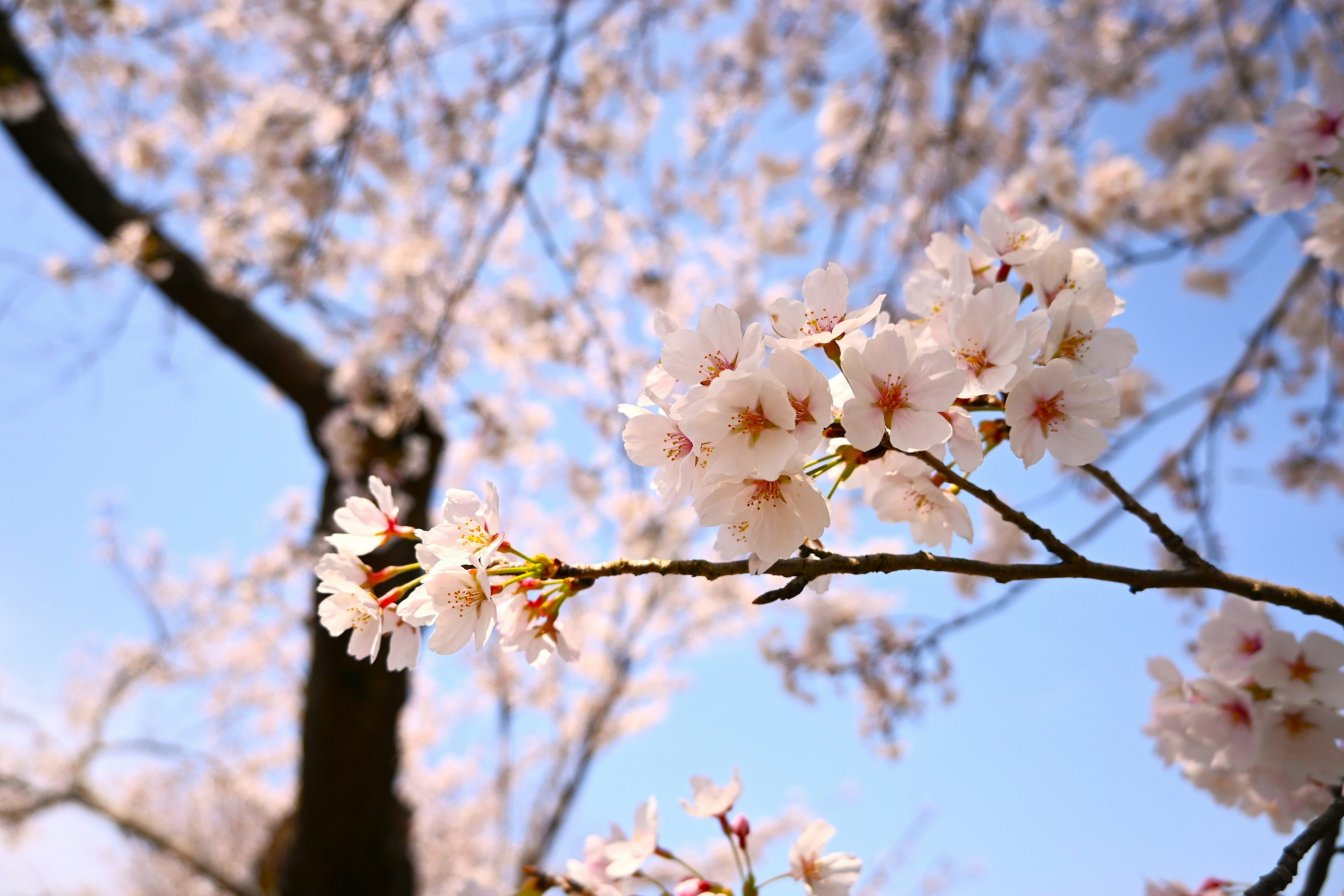七谷川沿いの桜並木の枝先