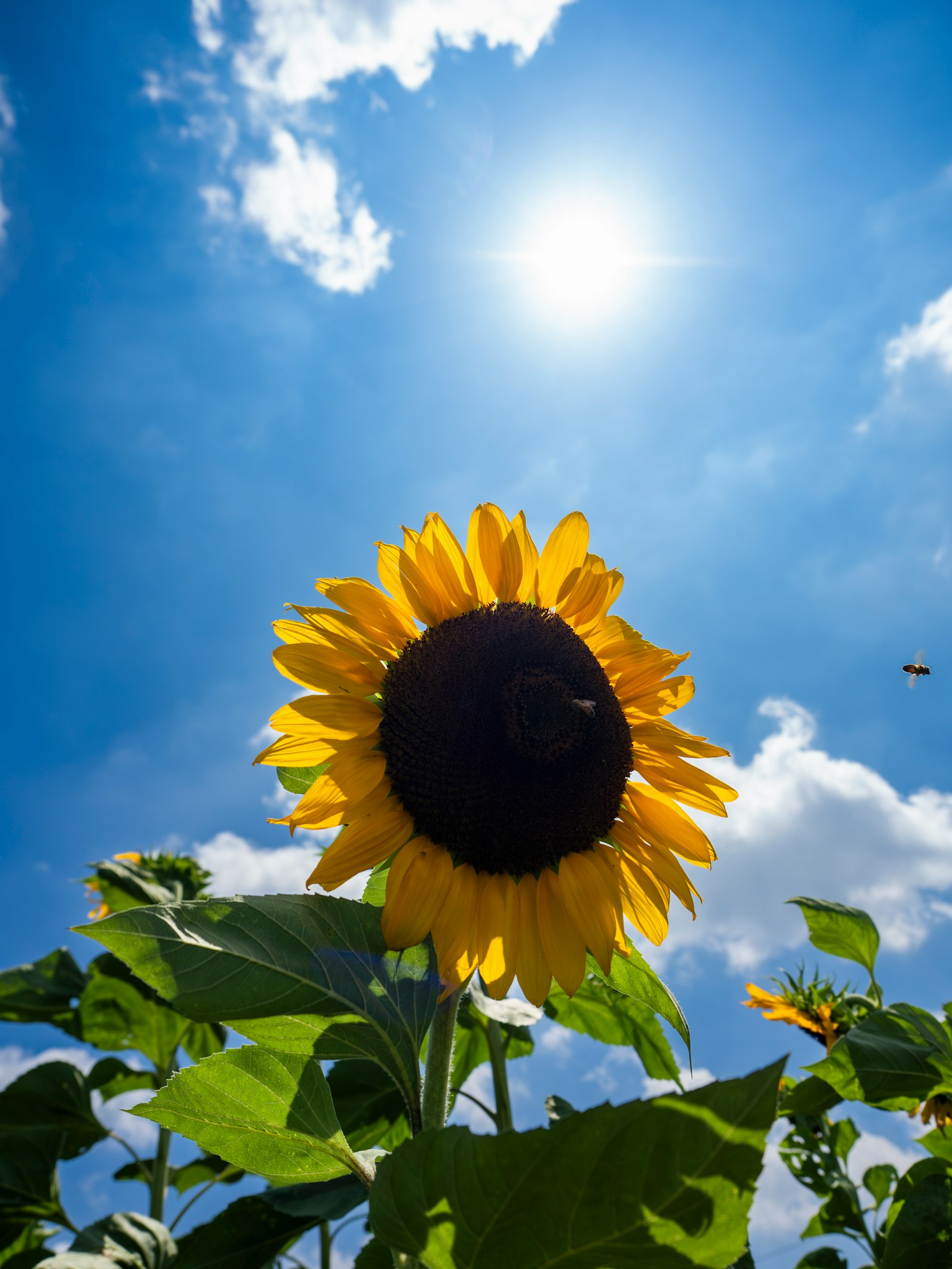 Sonnenblume blüht unter einem blauen Himmel mit der Sonne