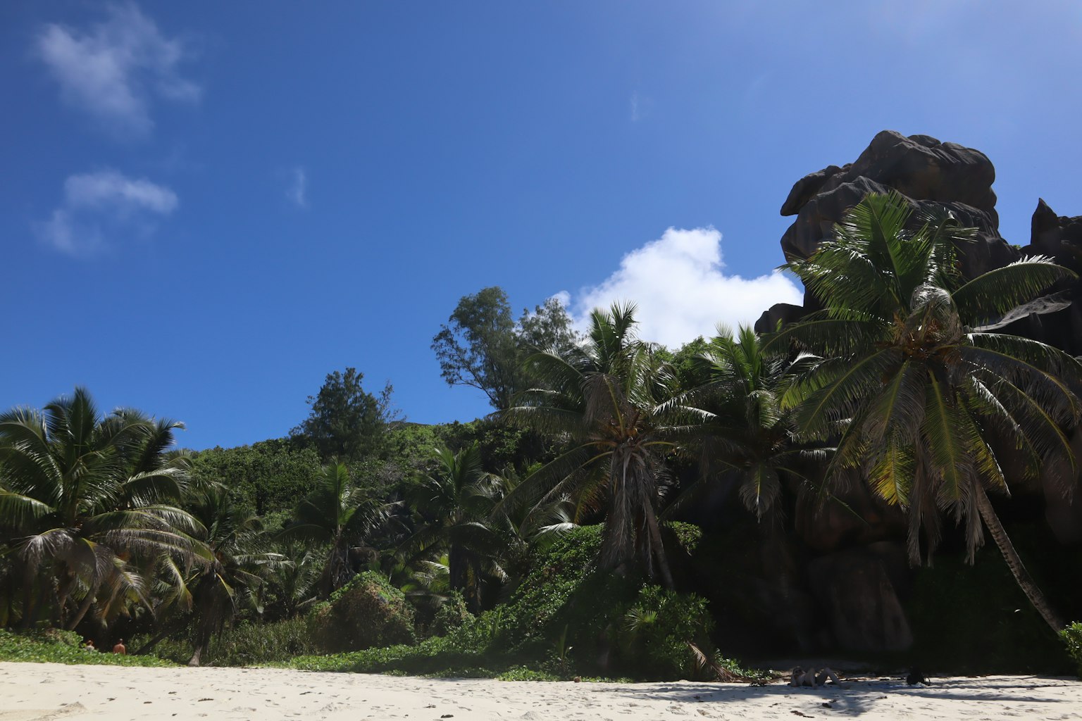 Scena di spiaggia con palme sotto un cielo blu