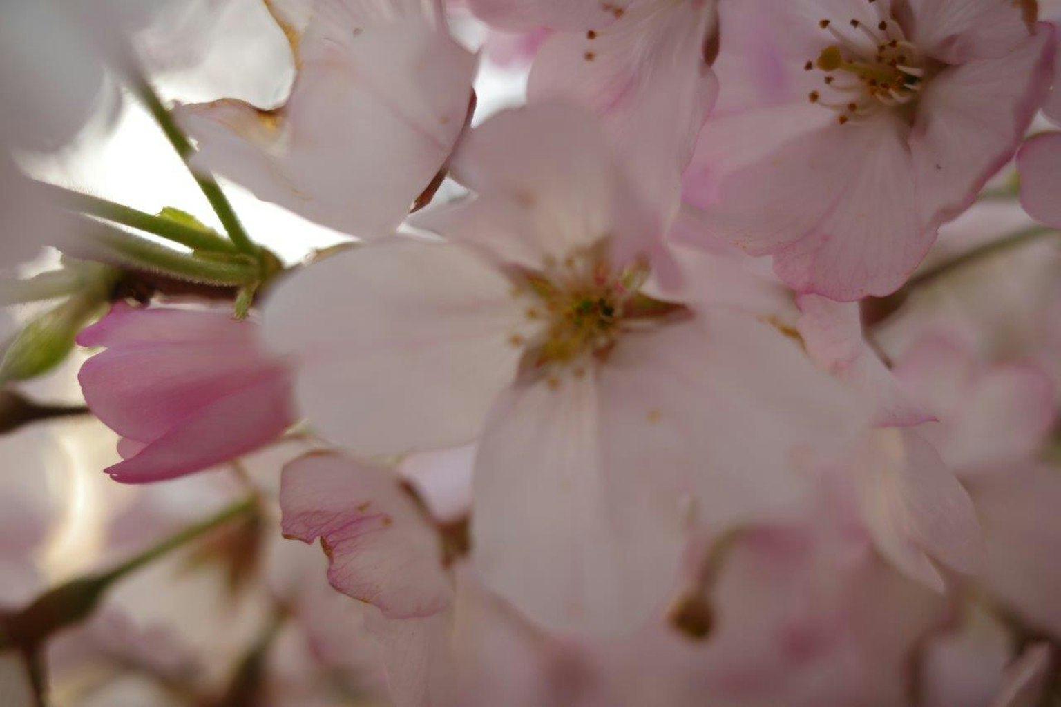 Close-up of cherry blossom flowers featuring pink and white petals with green stems