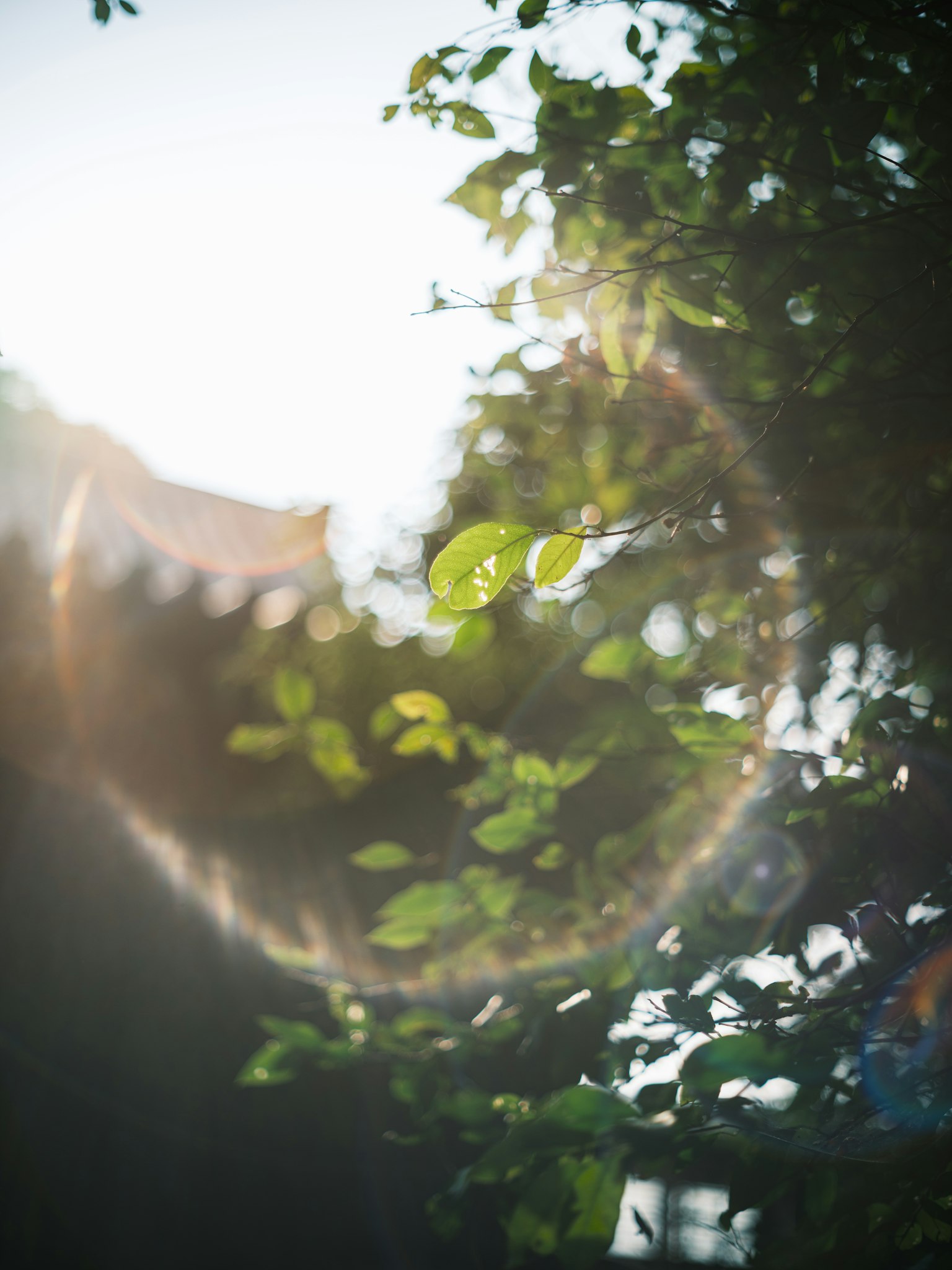 Natural scene with leaves and a glowing light ring