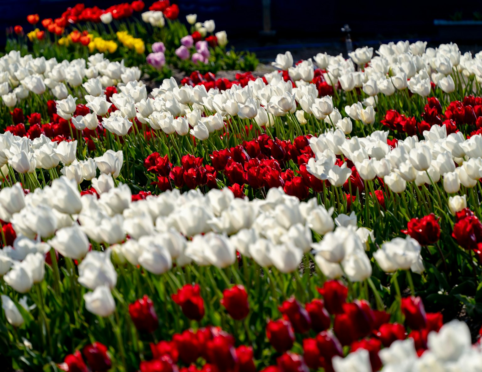 Flores de tulipanes vibrantes en colores rojo blanco y rosa