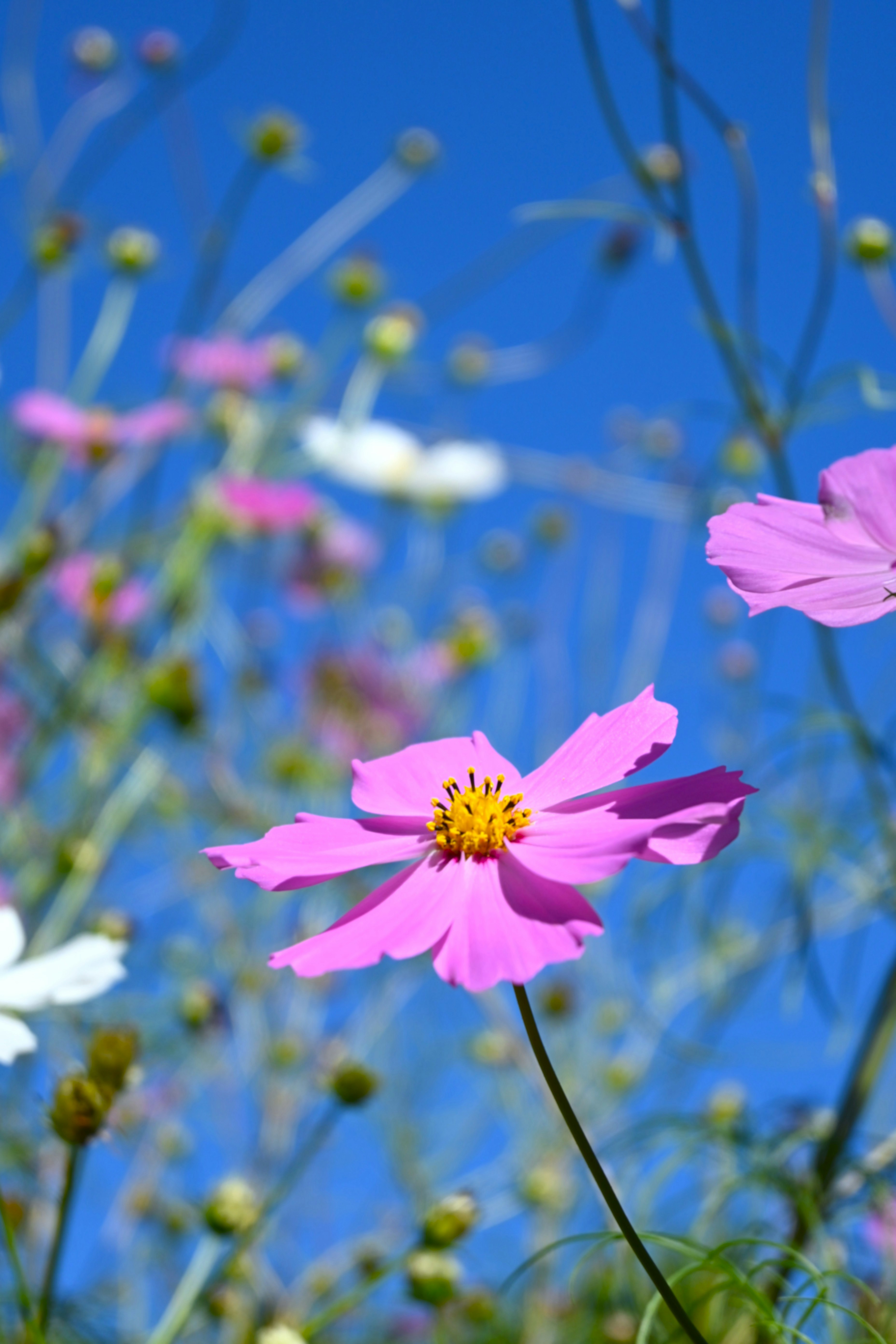 青空の下で咲くコスモスの花