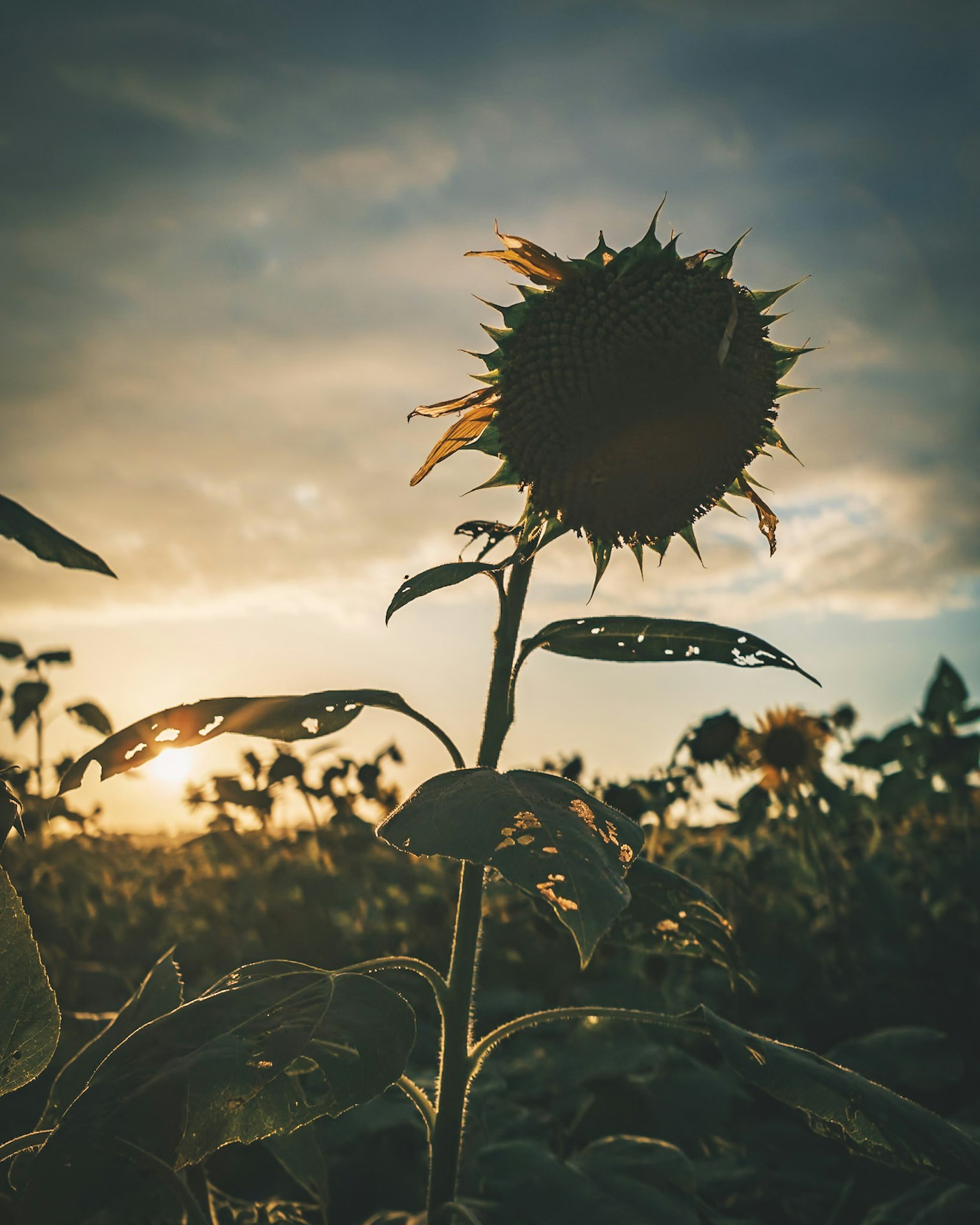 Silhouette di un girasole contro un tramonto