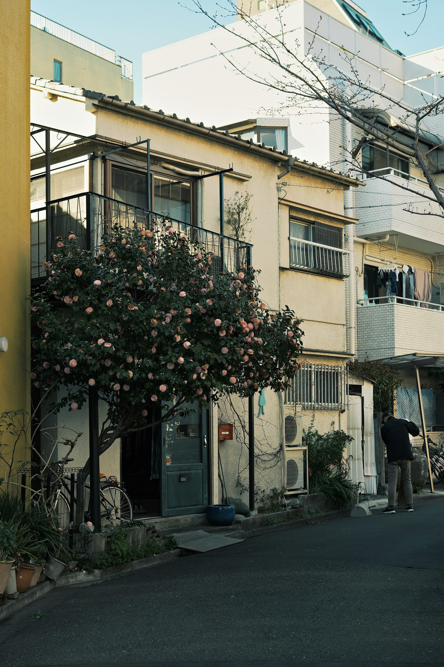 街角的老建筑和盛开的树