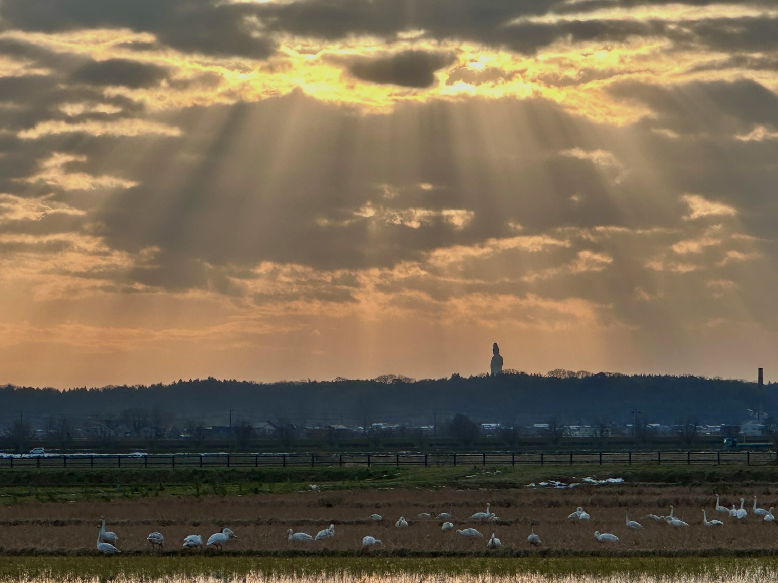 Una vista panoramica di cigni riuniti in un campo sotto un tramonto drammatico con raggi di luce