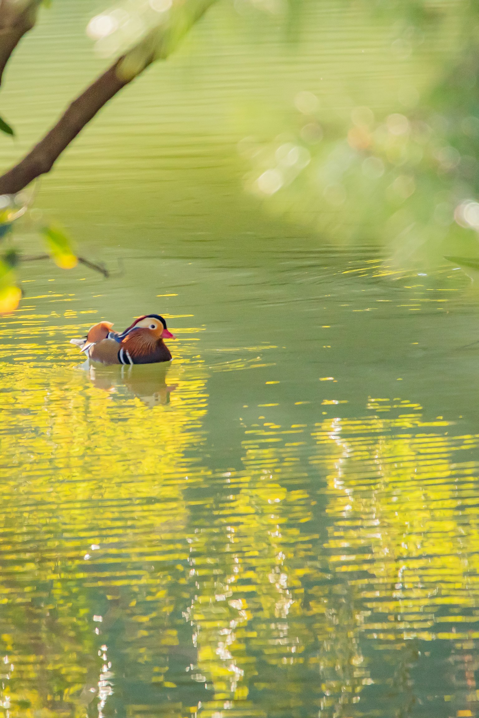 Paar Mandarinenten, die auf dem Wasser schwimmen, mit Reflexionen von Grün