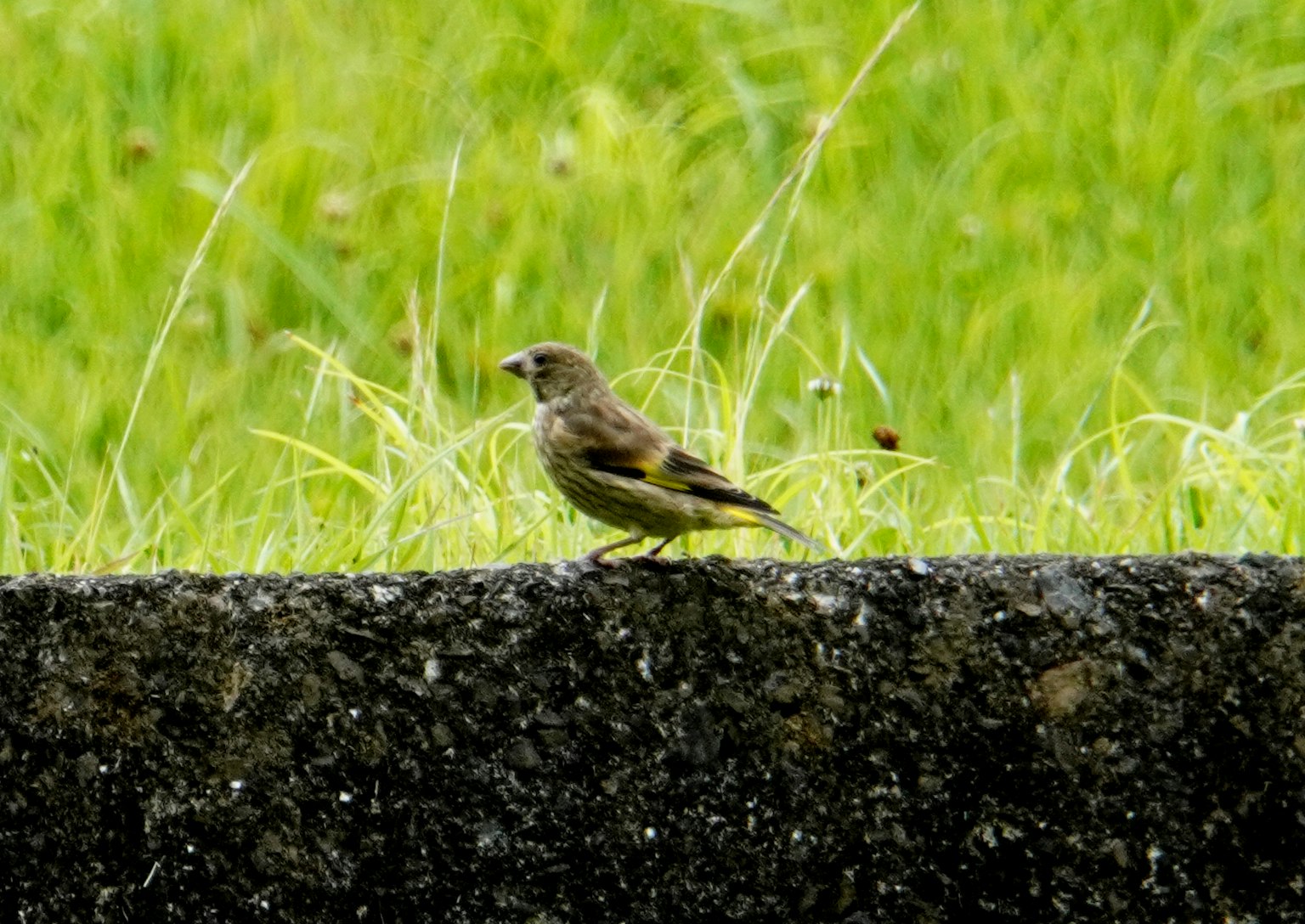 Un petit oiseau se tenant sur un mur en pierre devant de l'herbe verte