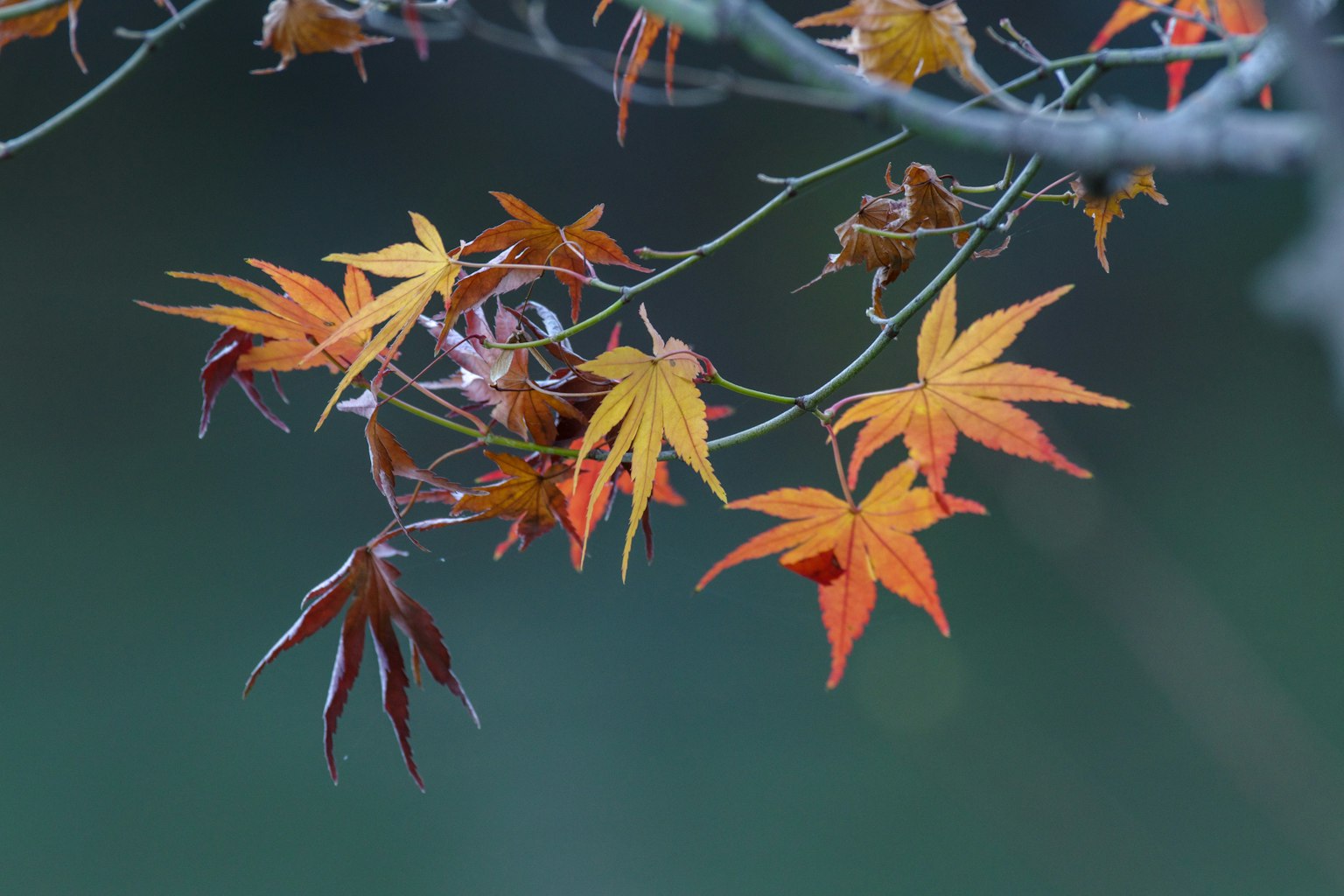 Colorful maple leaves on a branch in autumn