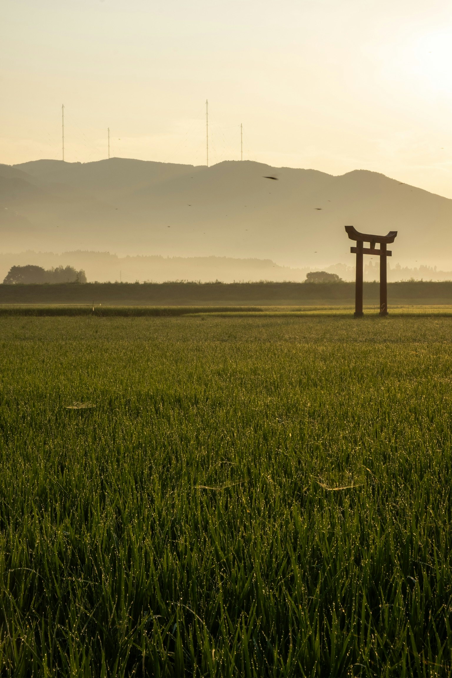 稻田景觀與鳥居的輪廓