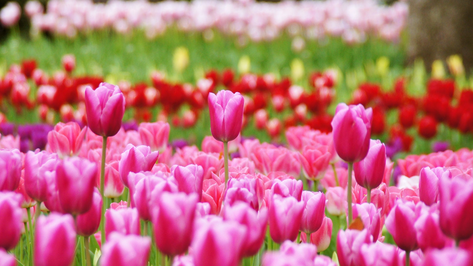 Un champ vibrant de tulipes colorées dans différentes nuances
