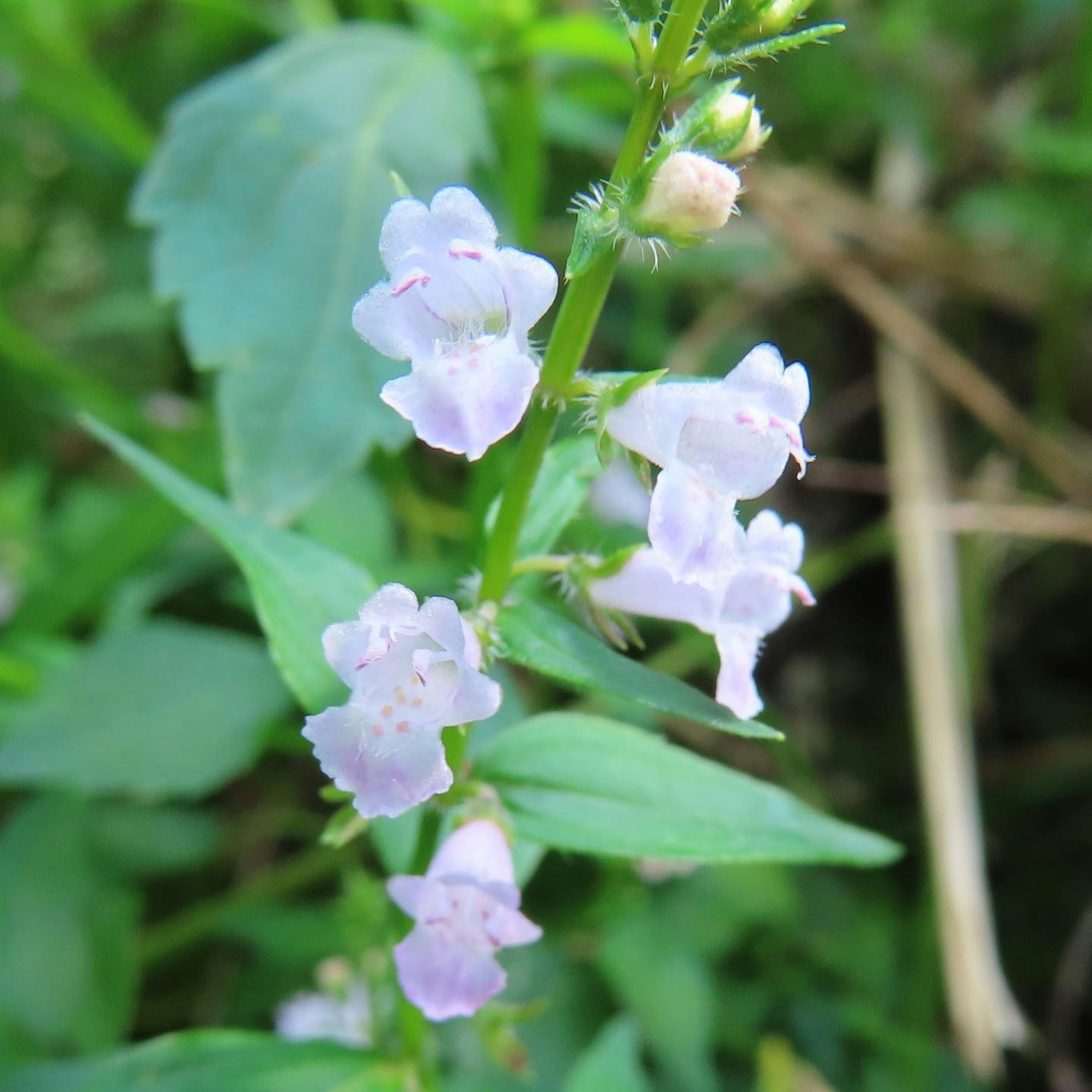 特写绿色植物与浅紫色花朵