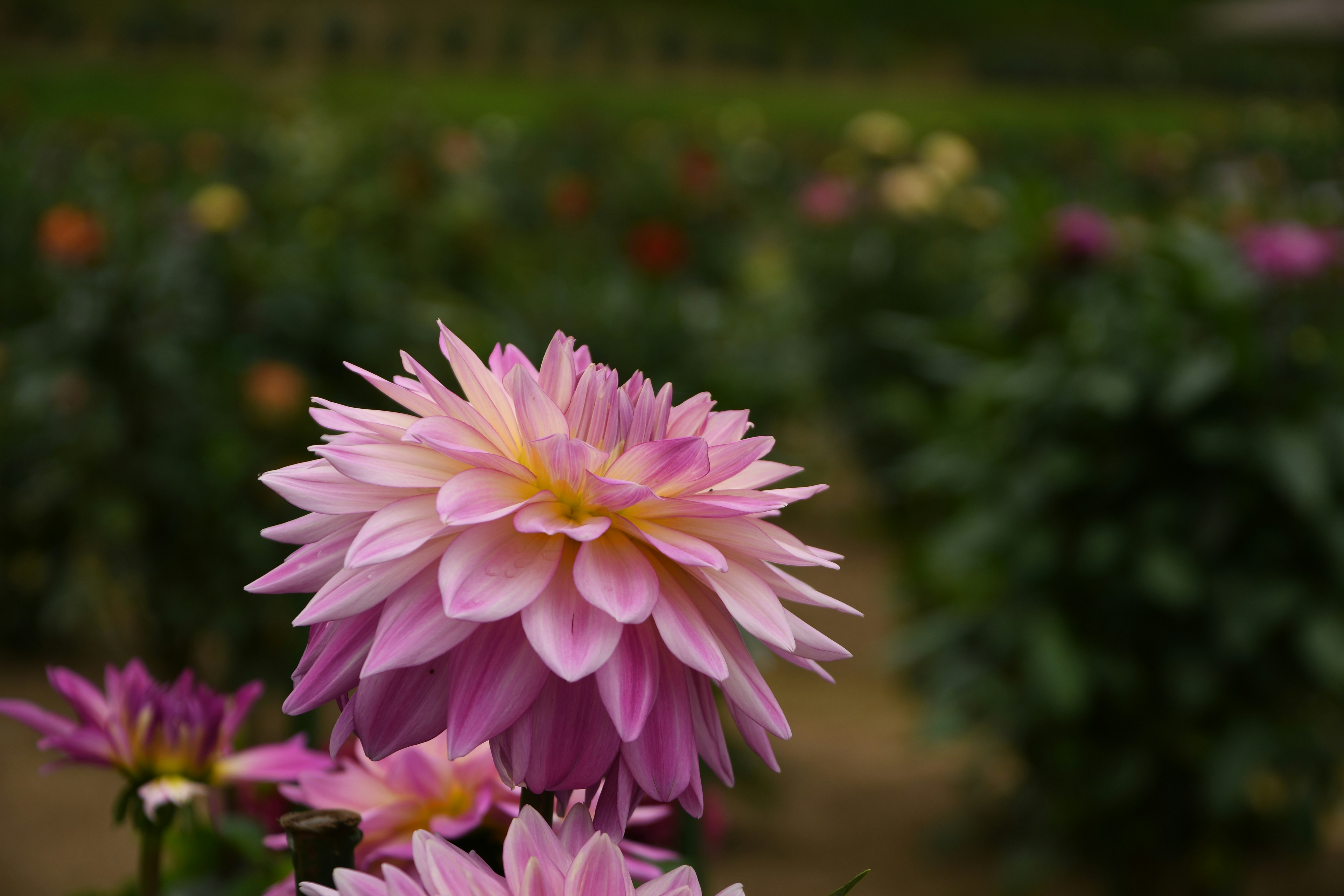 ピンクのダリアの花が咲く庭のボケ背景