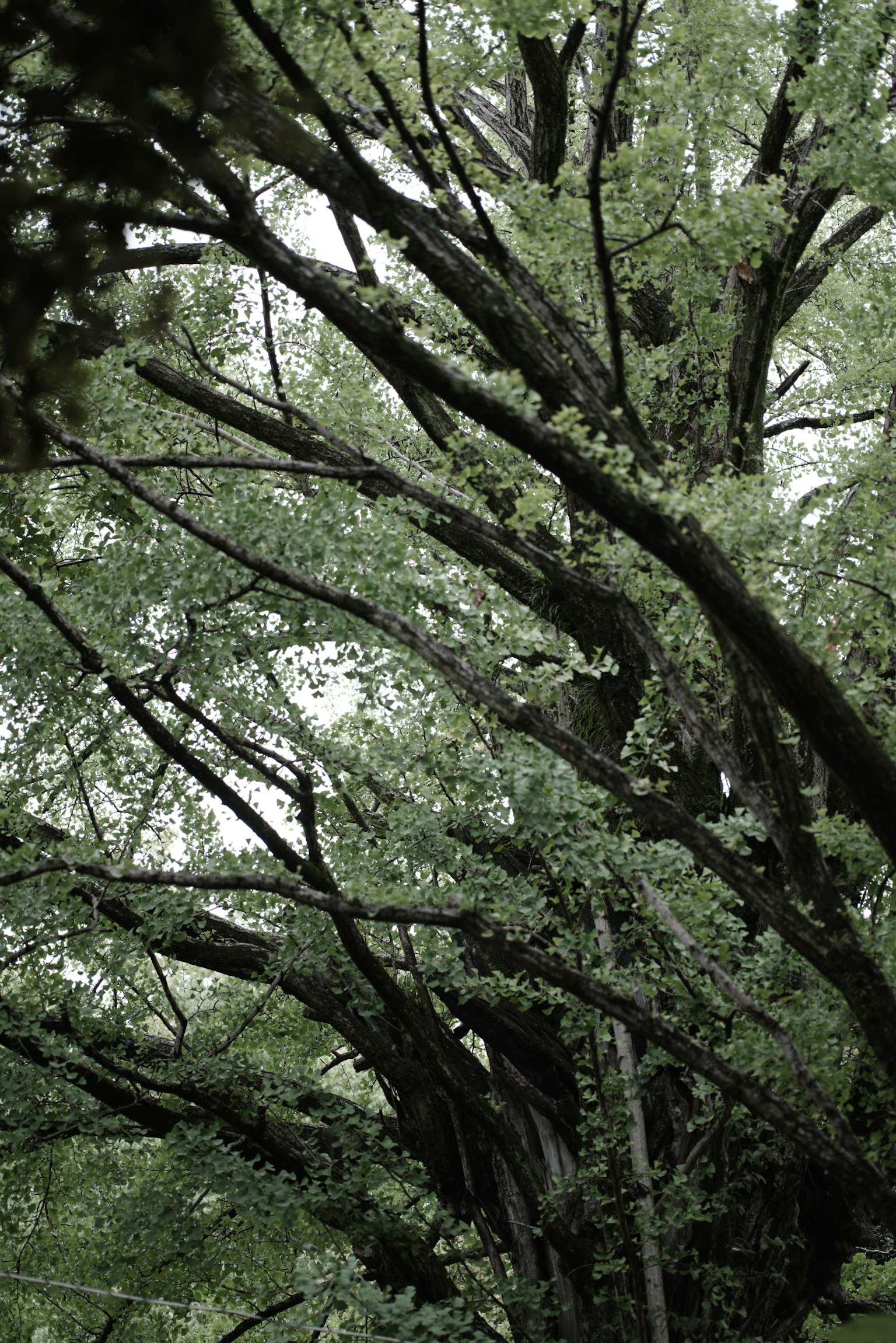 Sprawling branches of a lush green tree