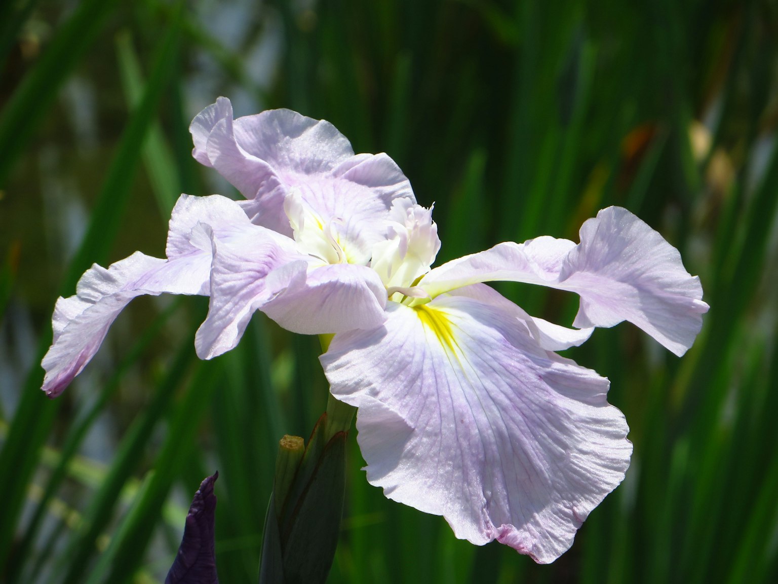 Une fleur violet pâle se détache sur un fond vert