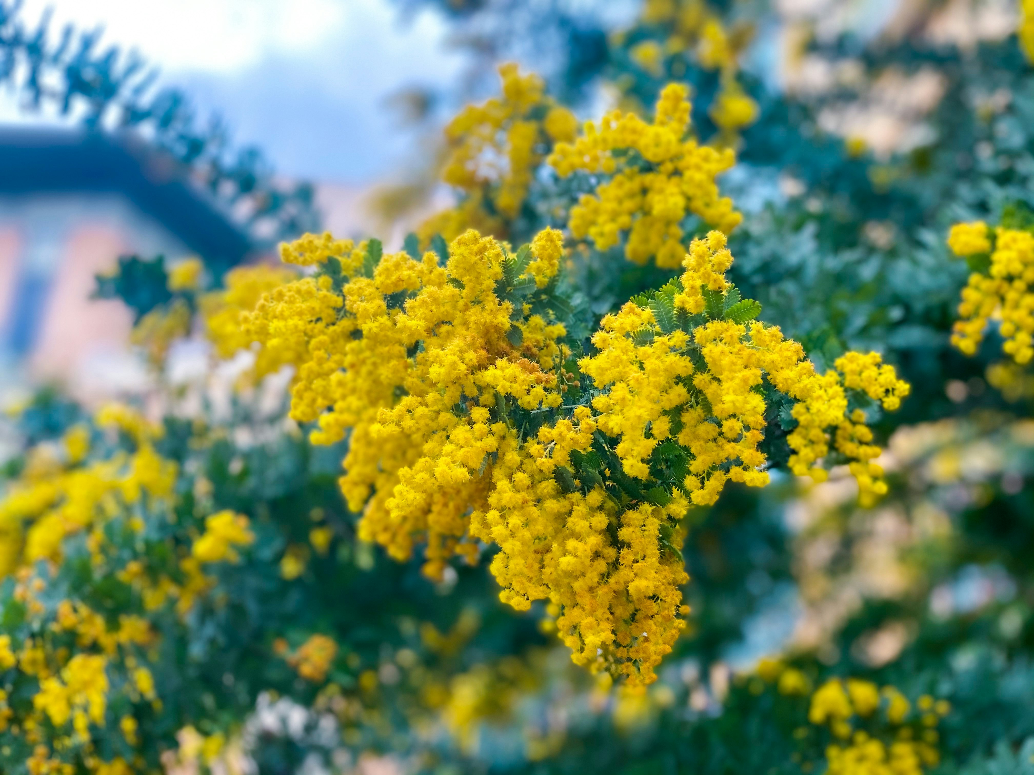 close-up bunga mimosa kuning