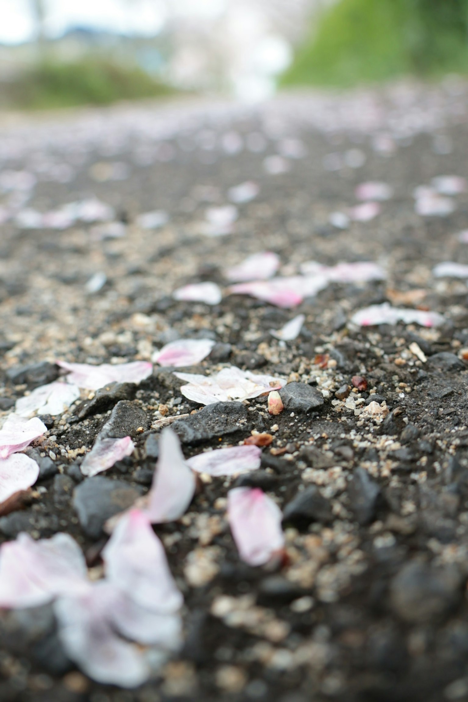 Kedekatan kelopak bunga sakura yang tersebar di jalan yang dipaving