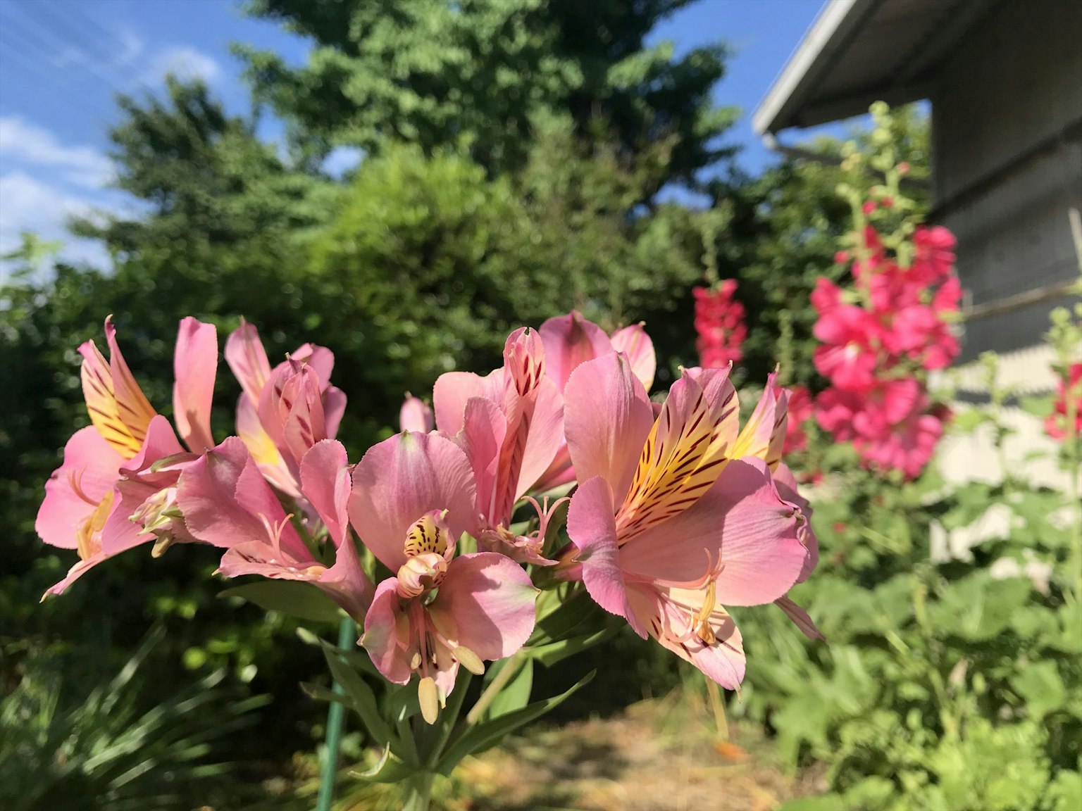 鲜艳的粉色花朵与绿色背景的花园场景