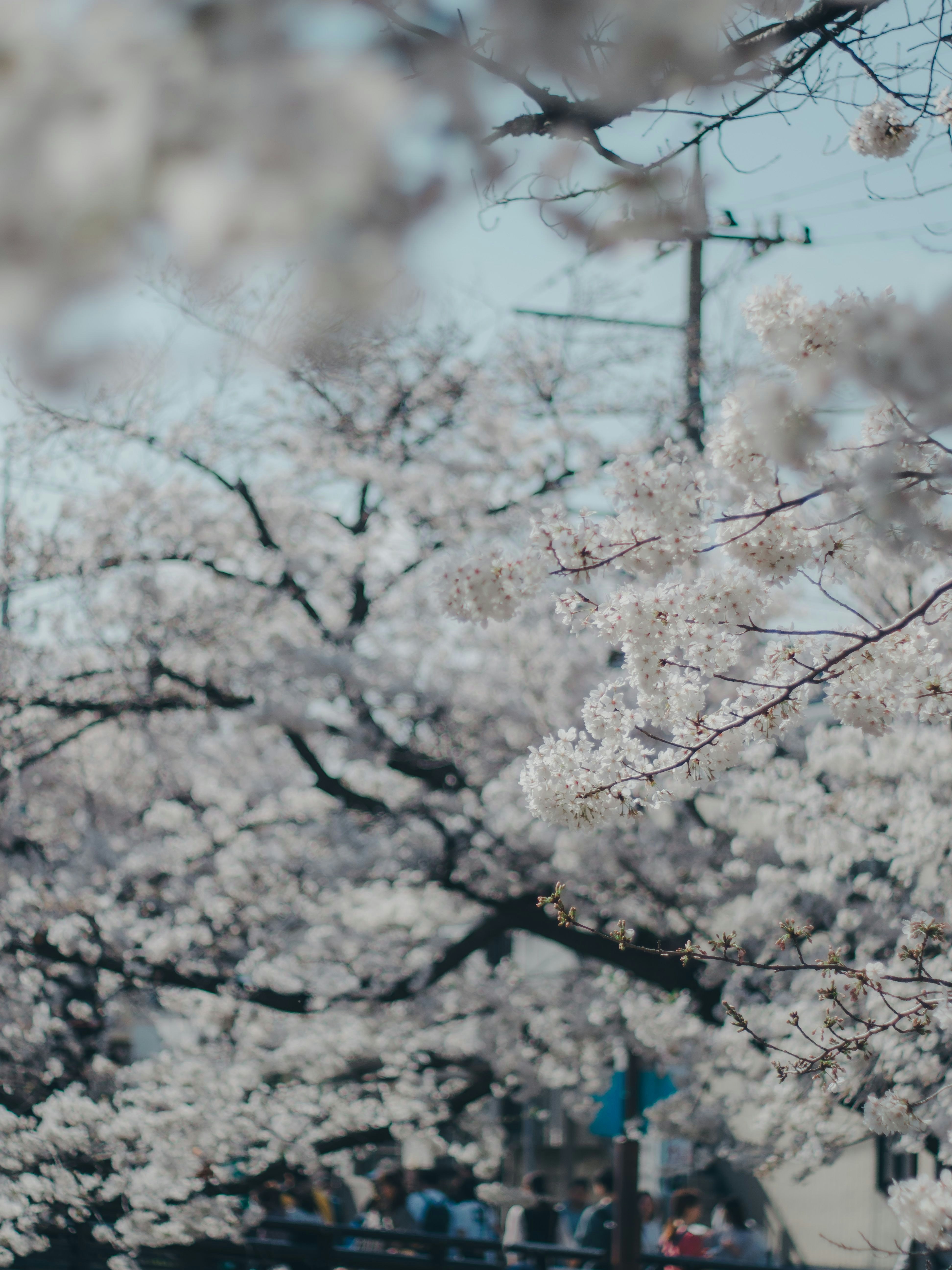 満開の桜の枝が広がる春の風景