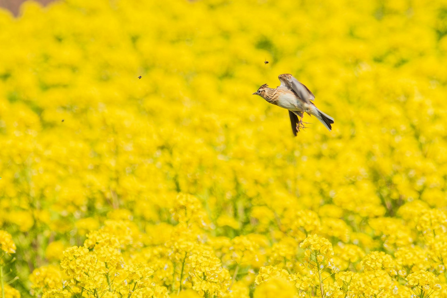 Seekor burung kecil terbang di atas ladang bunga kuning yang cerah