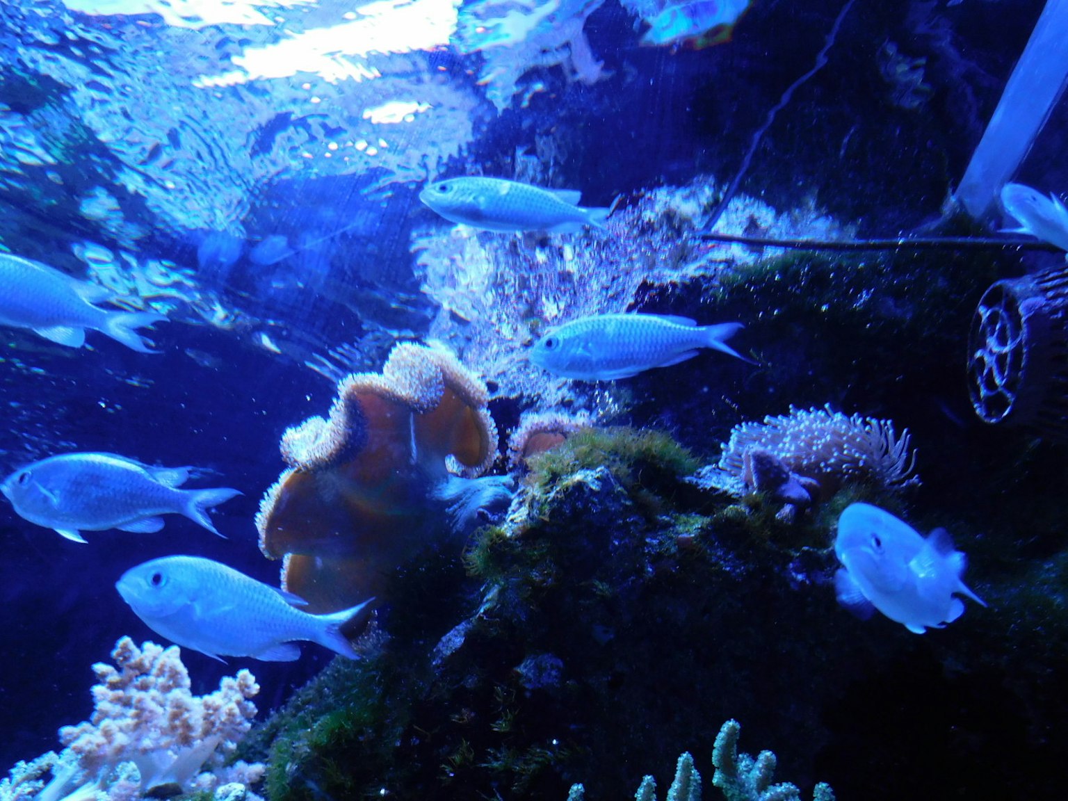 Blue fish swimming among vibrant corals in an aquarium