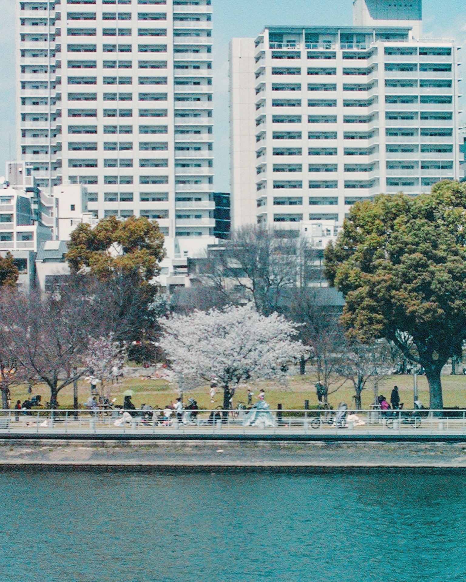 河岸边的樱花树和背景中的高层建筑