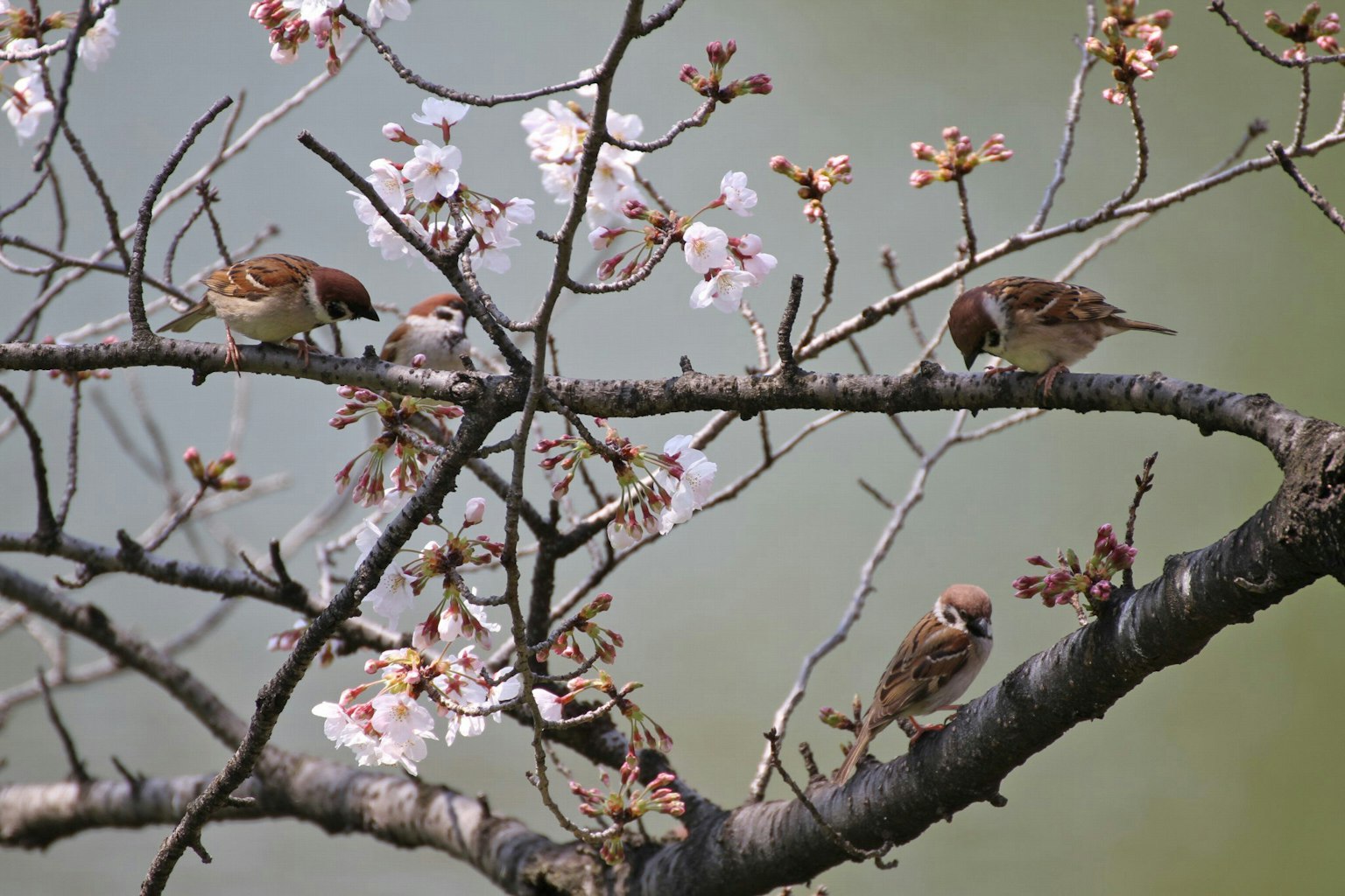 Passeri appollaiati sui rami di ciliegio in fiore