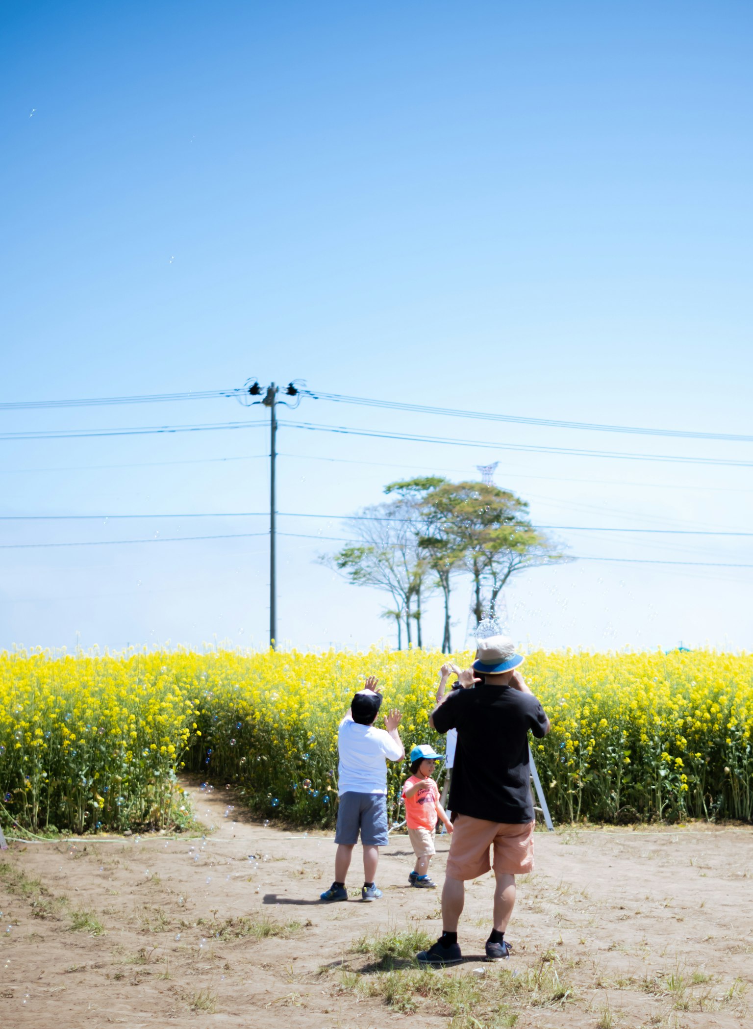 Keluarga berjalan di ladang canola di bawah langit biru