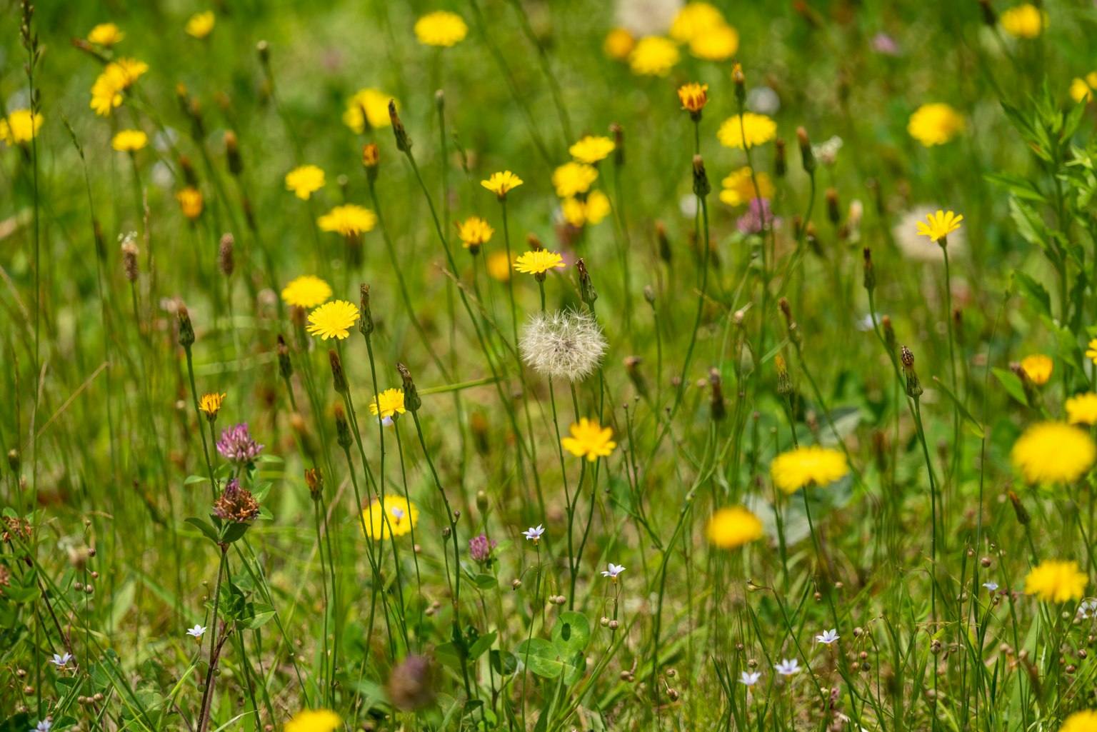 Un prato verde pieno di fiori gialli e un dente di leone bianco