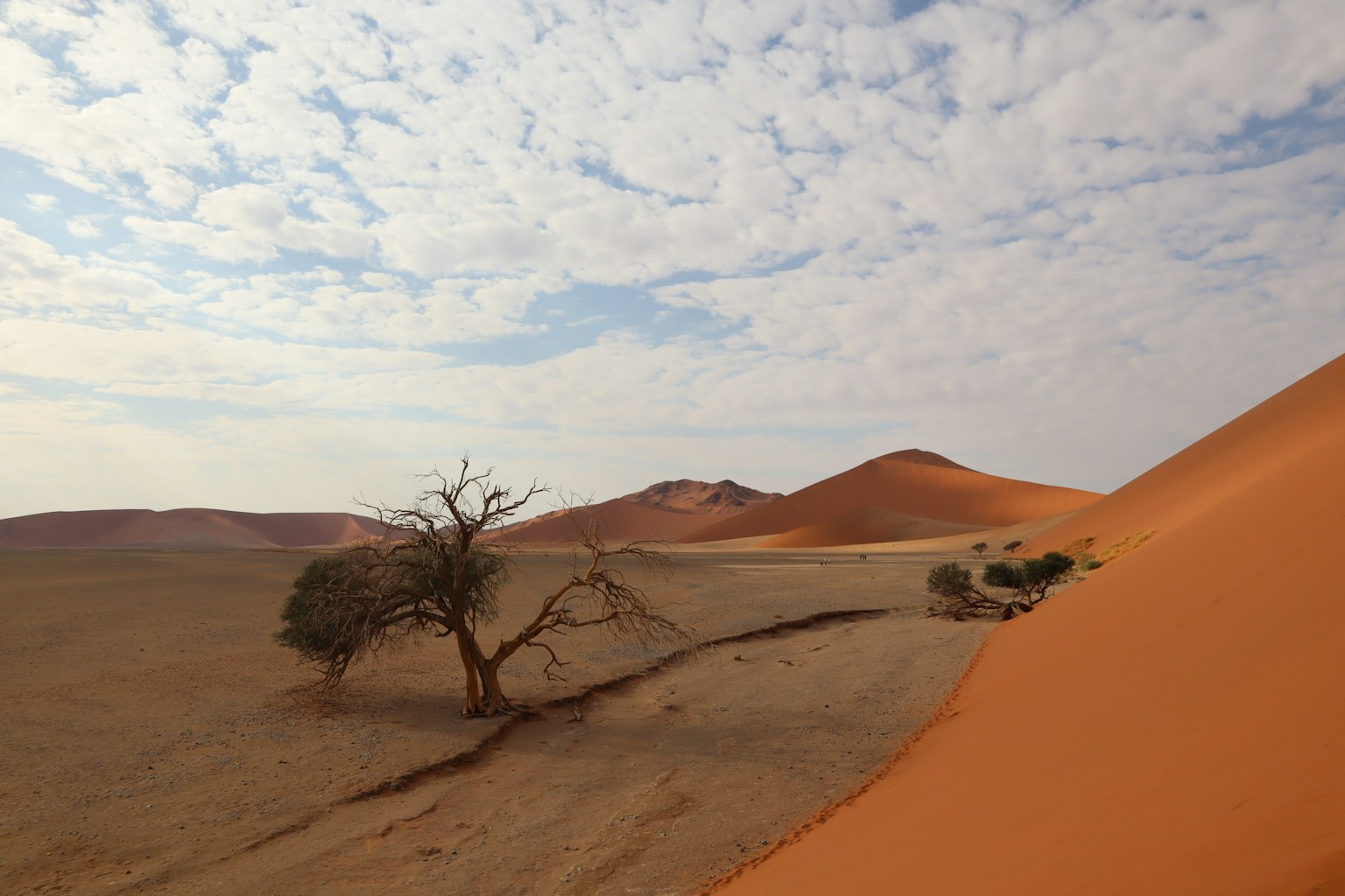 Paesaggio desertico in Namibia con dune di sabbia arancioni e un albero solitario
