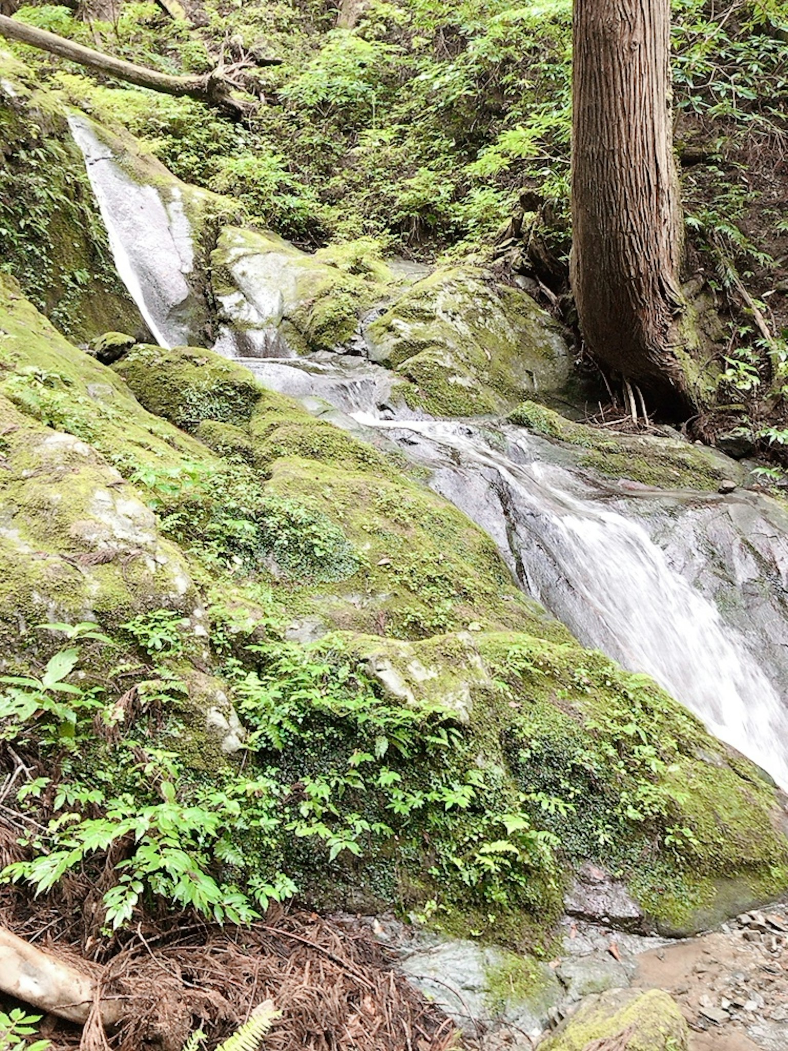 Image d'un petit ruisseau coulant sur des rochers couverts de mousse entourés de verdure